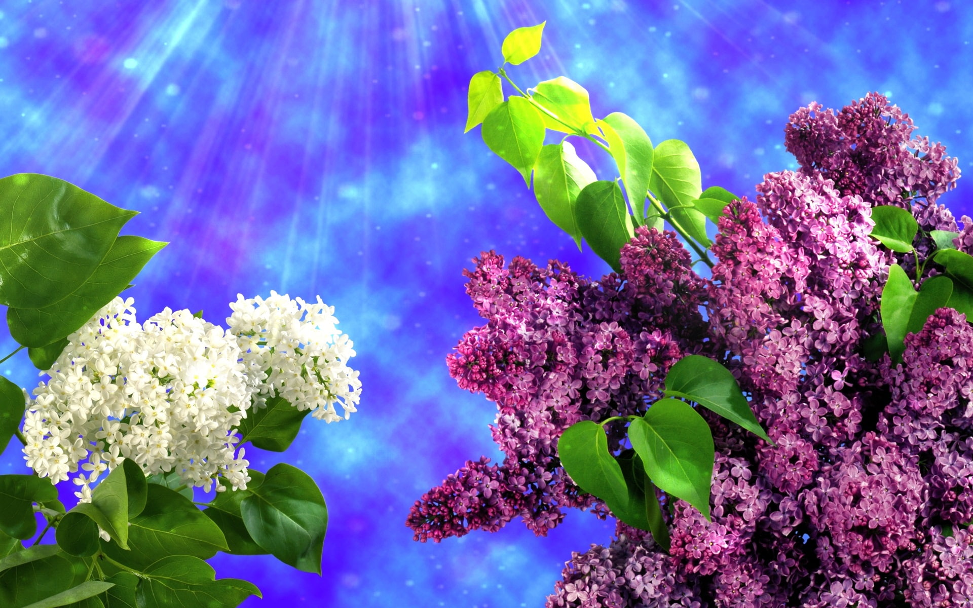 Leaves, White, Purple, 1080P, Flowers, Lilac, Spring, HD Wallpaper
