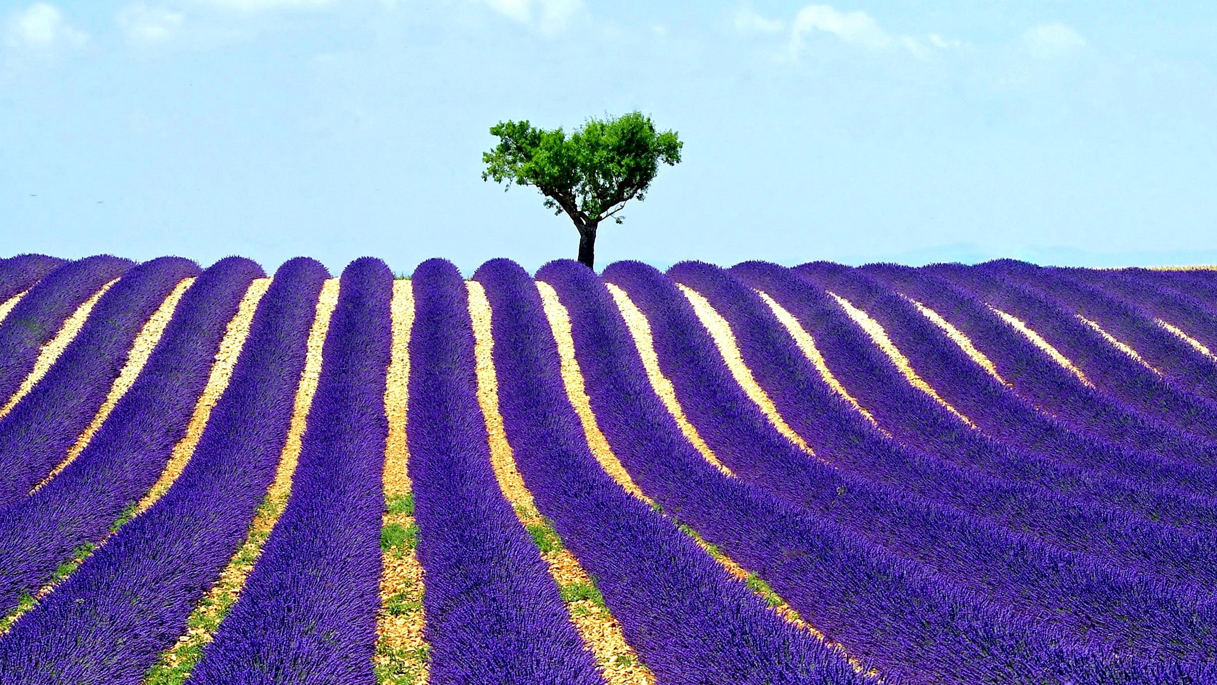 lavender, field, purple, floweer, the sky, tree, 1080P, HD Wallpaper