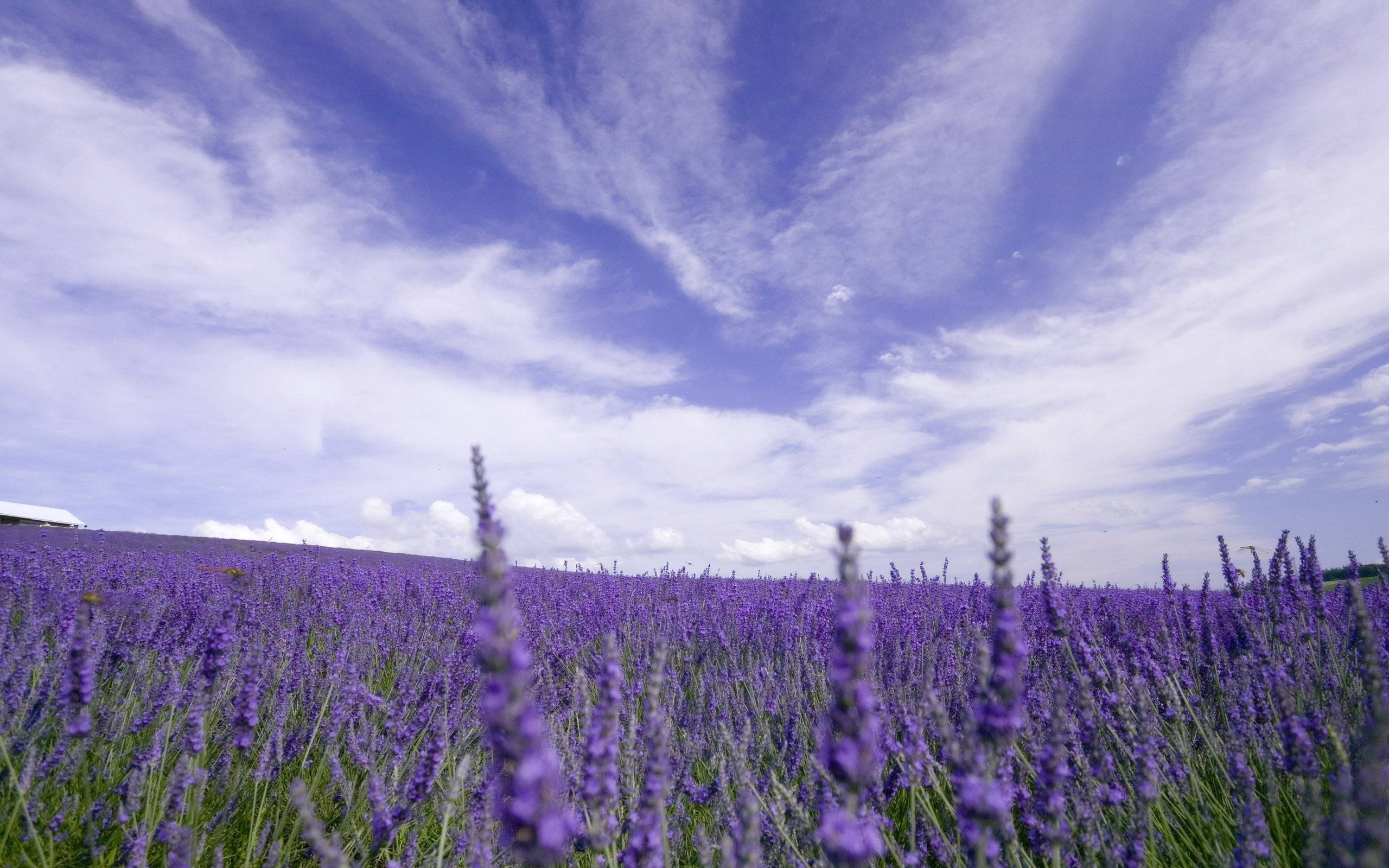 provence-Alpes-Cote dAzur, freshness, 2K, plant, landscaped, tranquility, purple, grass, growth, scenics, flowerbed, season, land, summer, herb, france, HD Wallpaper