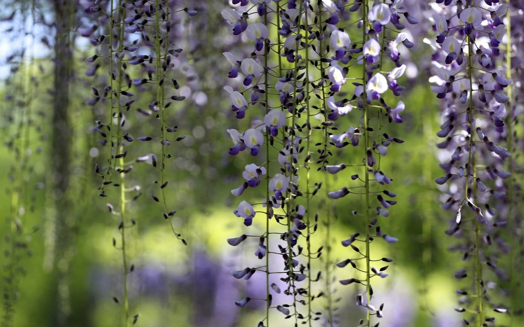no people, vulnerability, freshness, purple, lavender colored, wisteria, vine, plant, selective focus, nature, lavender, flowering plant, purple flowers, HD Wallpaper