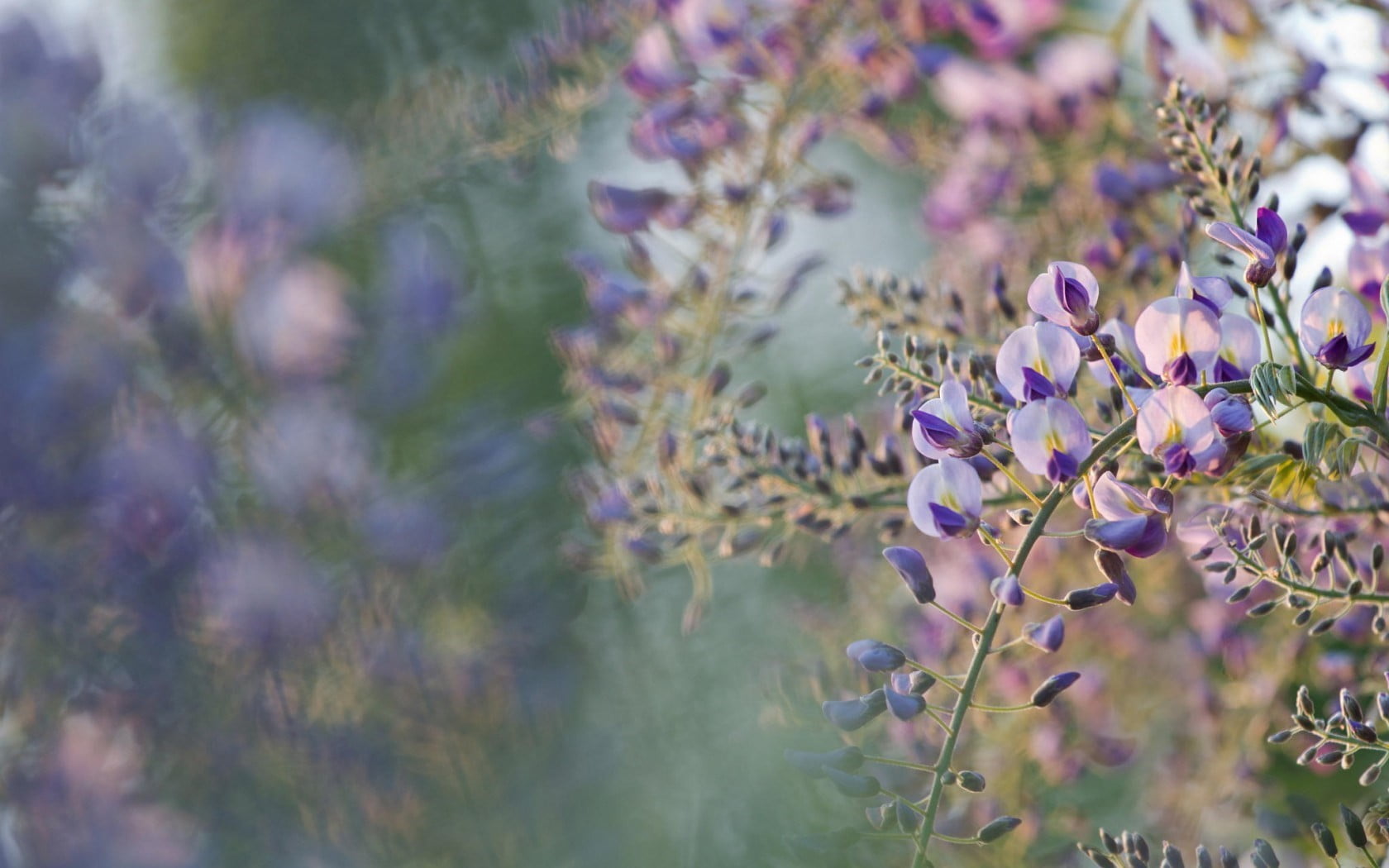 vulnerability, botany, beauty in nature, depth of field, purple, softness, petal, freshness, lavender, flowering plant, flowers, 720P, flower head, nature, HD Wallpaper