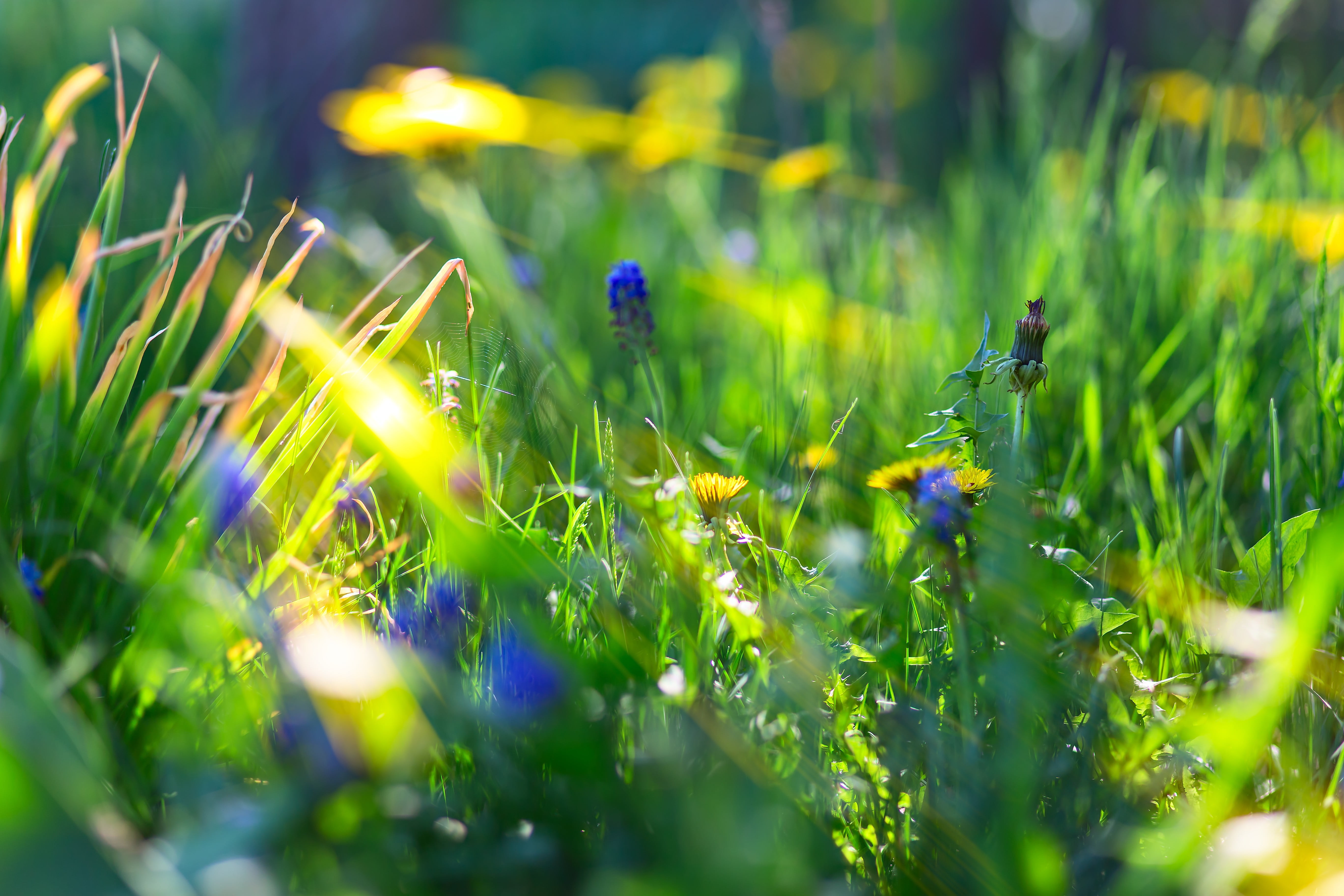 outdoors, grass, macro, fragility, blue, freshness, bokeh, field, selective focus, day, green color, close-up, flower head, flowering plant, no people, HD Wallpaper