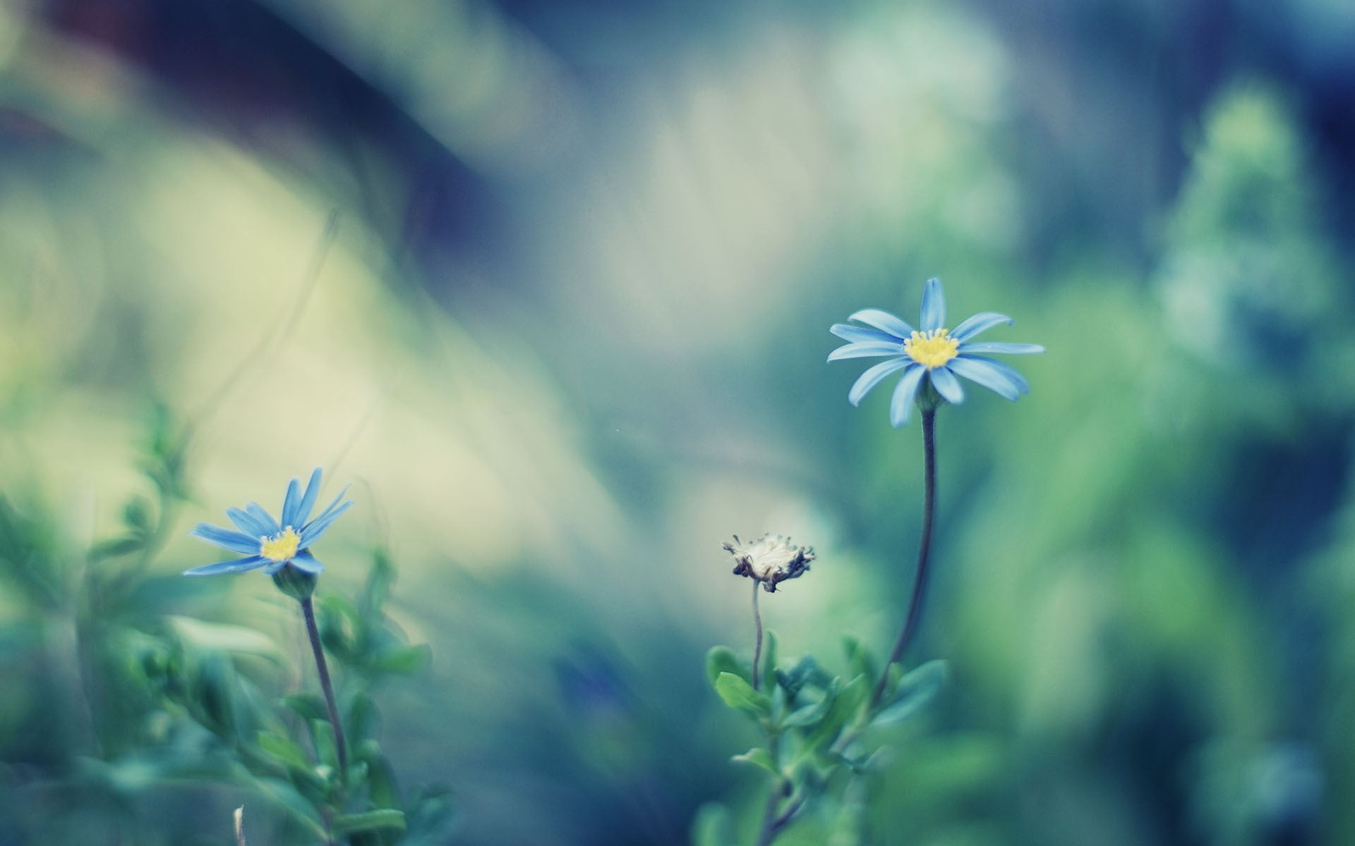 depth of field, freshness, flower, two, close-up, no people, 1080P, outdoors, flowers, plant stem, selective focus, growth, flowering plant, day, plant, HD Wallpaper