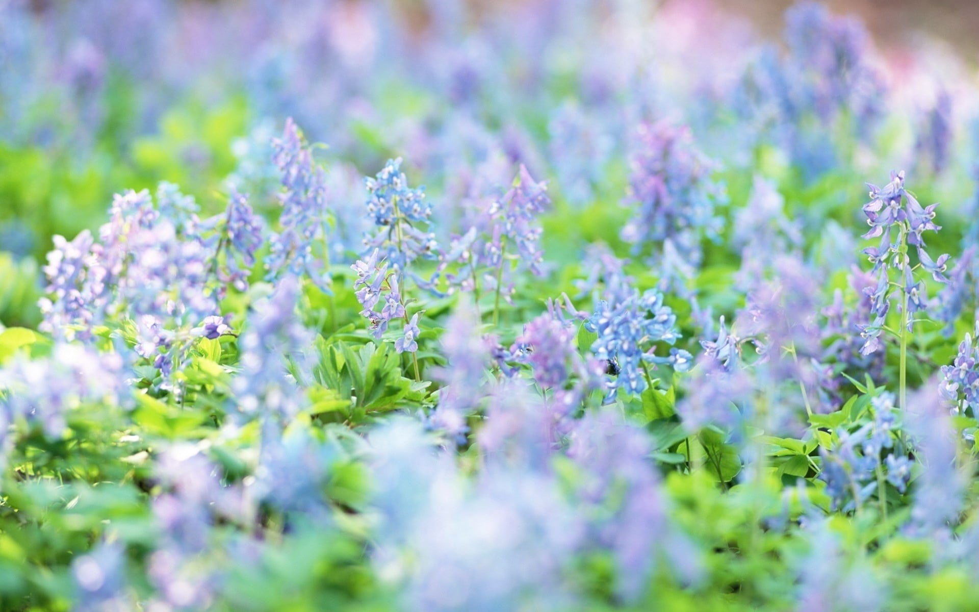 petaled, green color, close-up, no people, 1080P, flower, blue flowers, selective focus, field, flower head, springtime, backgrounds, freshness, outdoors, HD Wallpaper
