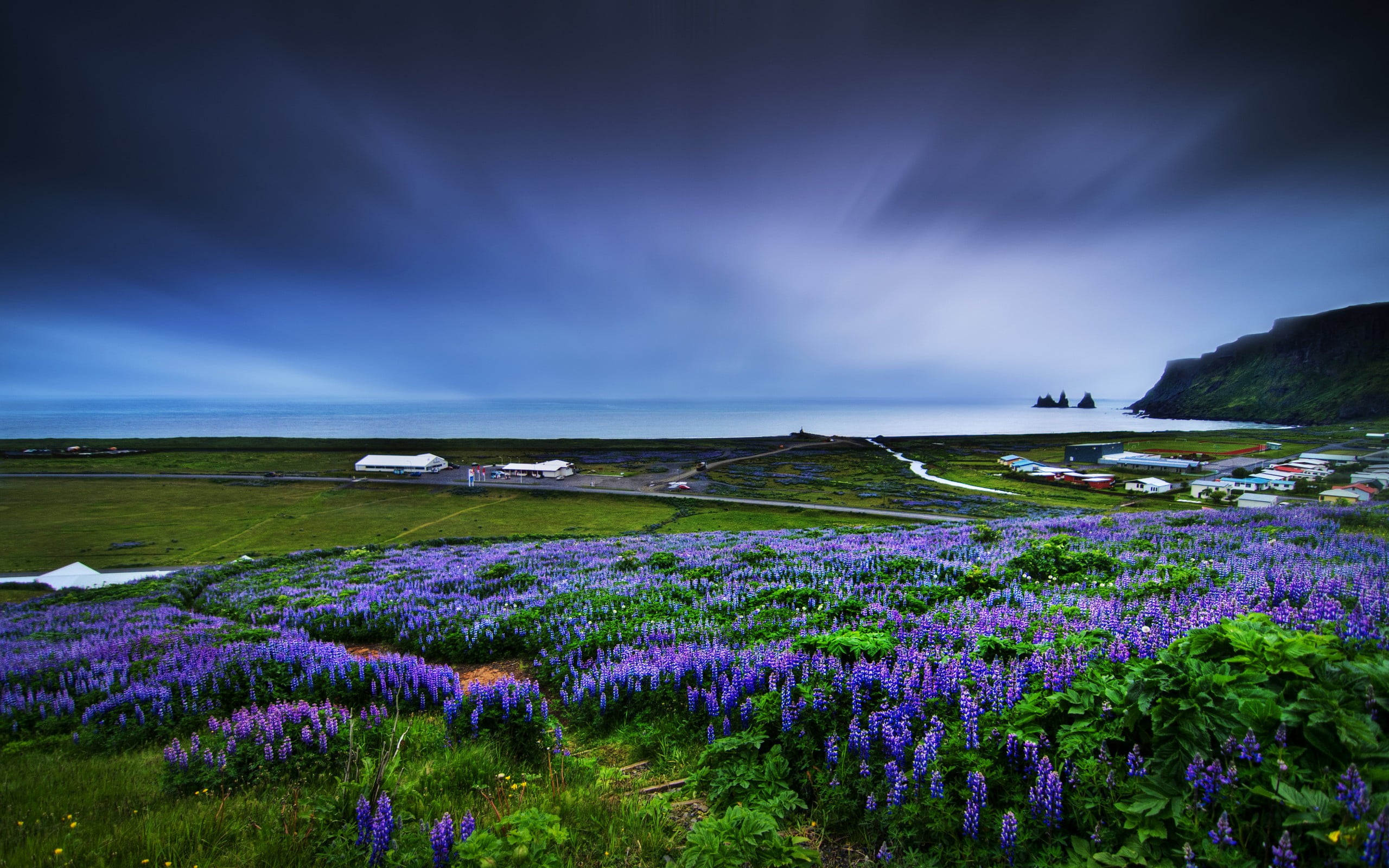 tranquil scene, horizon, purple, no people, beach, tranquility, cloud - sky, flower, 2K, field, nature, sky, muscari, scenics - nature, water, land, coast, HD Wallpaper