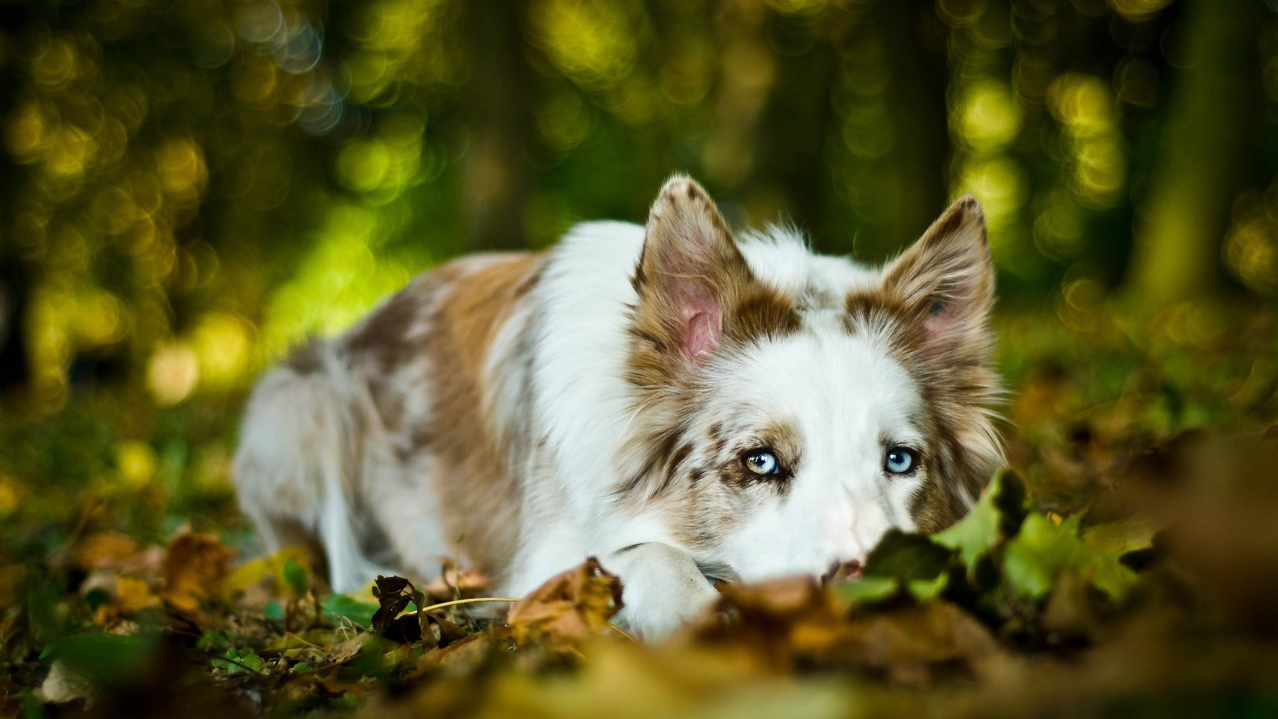 land, looking, mammal, plant, dog, day, domestic animals, animals, selective focus, pets, white, domestic, depth of field, long, brown, no people, one animal, HD Wallpaper