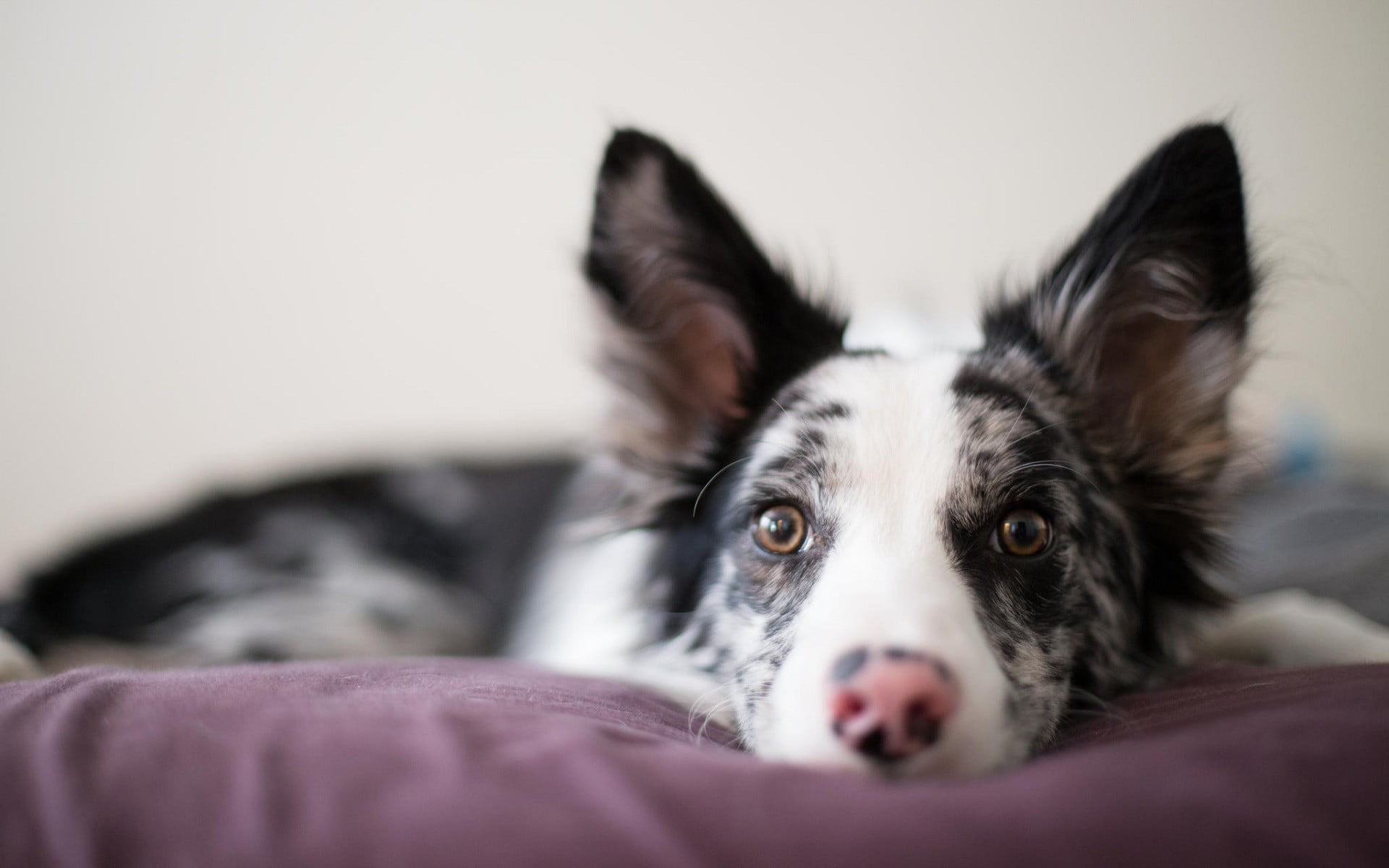 mammal, soft focus, depth of field, dog, no people, animal body part, domestic, domestic animals, puppies, close-up, animals, 1080P, lying down, small, HD Wallpaper