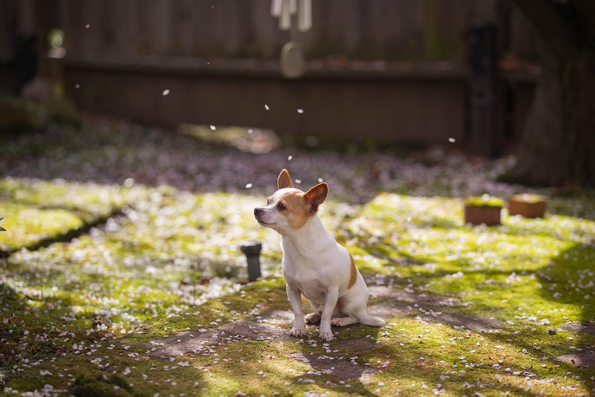 1080P, focus on foreground, short, domestic animals, small, sitting, whisker, sunlight, looking away, mammal, selective focus,  chihuahua, domestic, one animal, HD Wallpaper