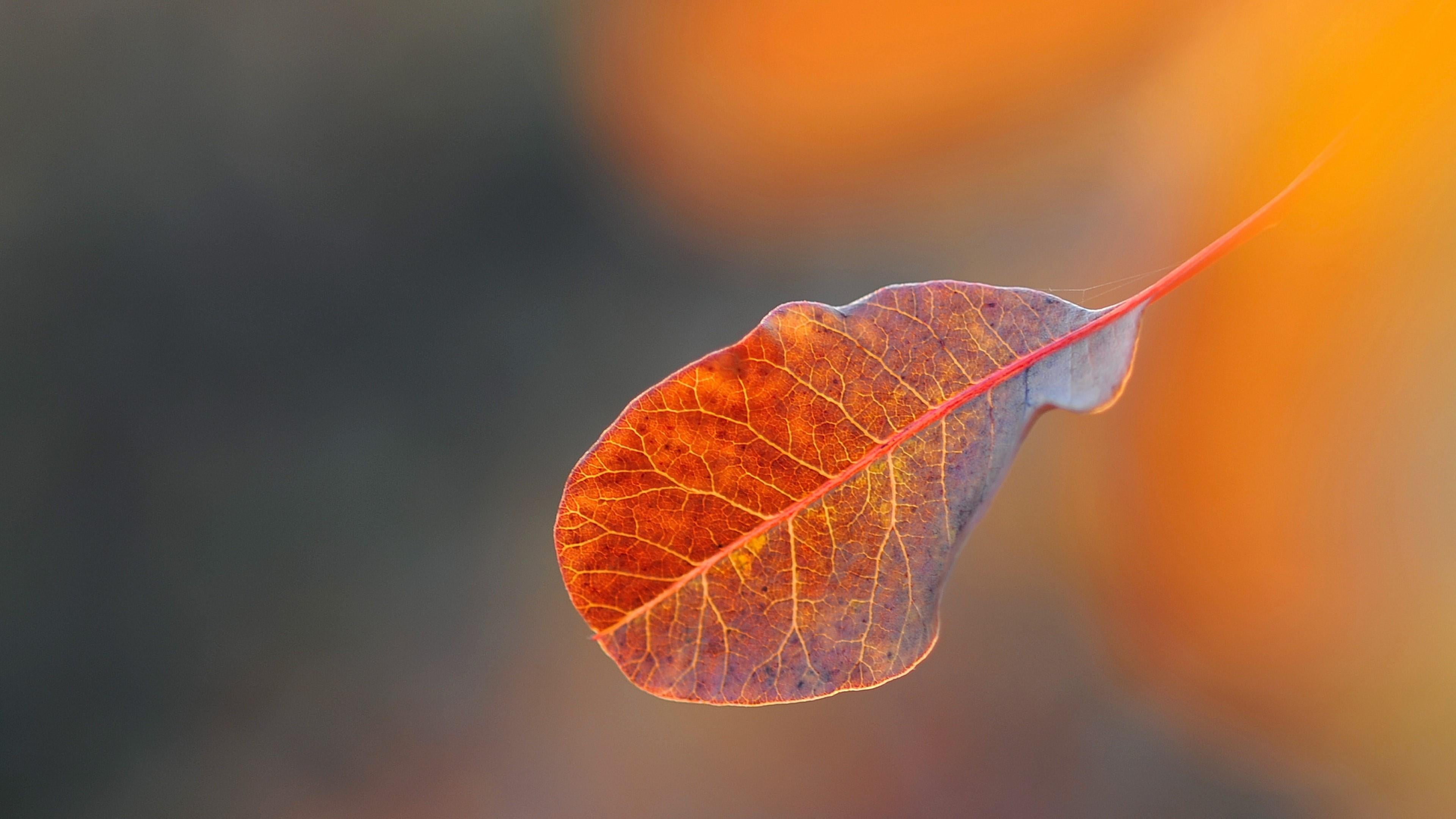 sea life, nature, close-up, animal wildlife, beauty in nature, no people, copy space, autumn, invertebrate, marine, leaf veins, one animal, animal themes, HD Wallpaper