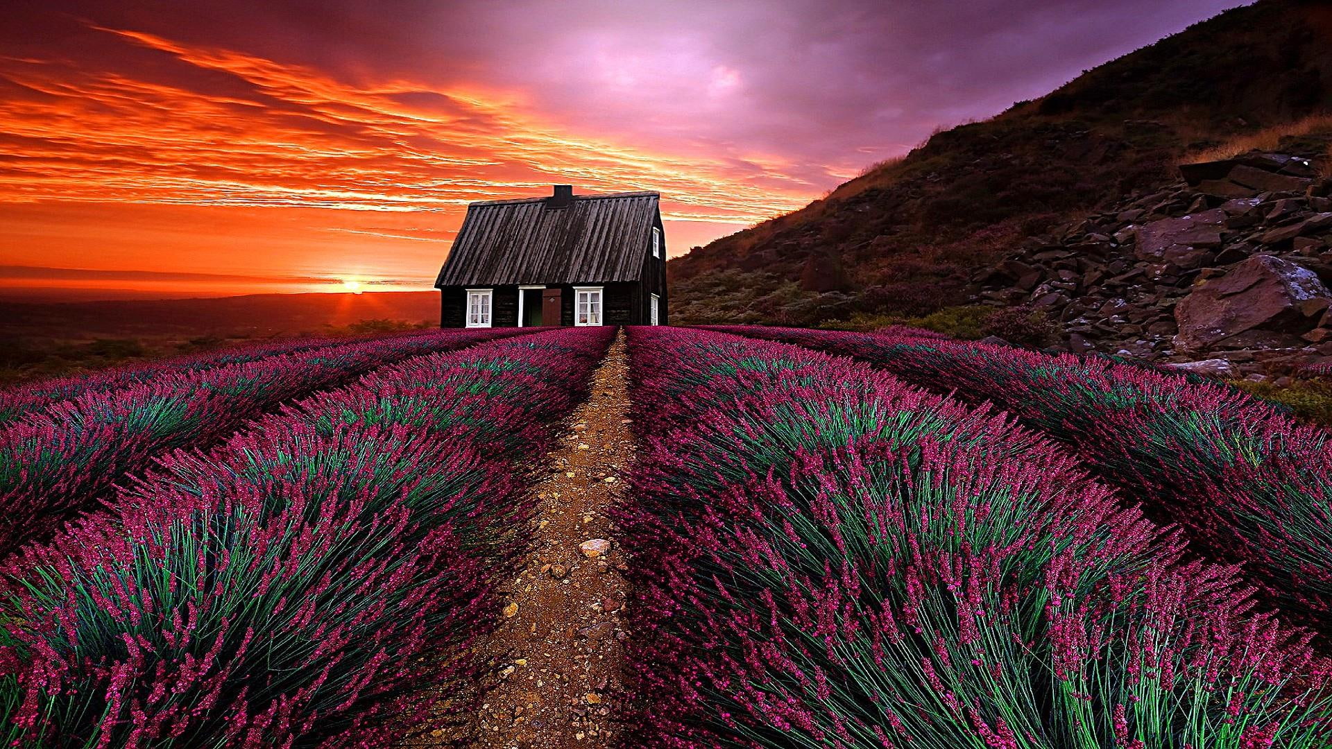 1080P, field, sunset, dawn, blooming, blossom, sky, house, grass, evening, landscape, flower, lavender field, farm, cloud, sunlight, lavender, HD Wallpaper