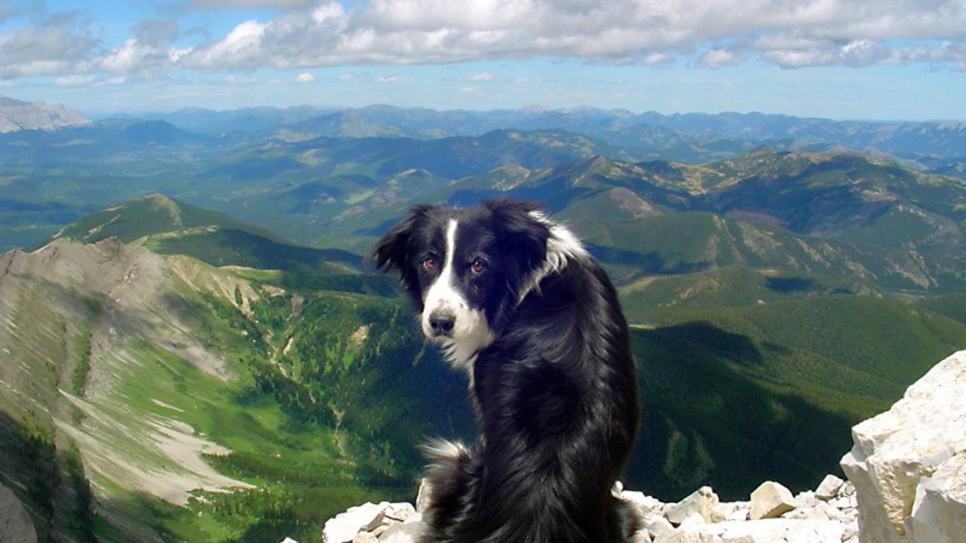 collie, dog, border, pets, puppies, 1080P, dogs, shepherd dog, border collie, hill, landscape, nature, animals, HD Wallpaper
