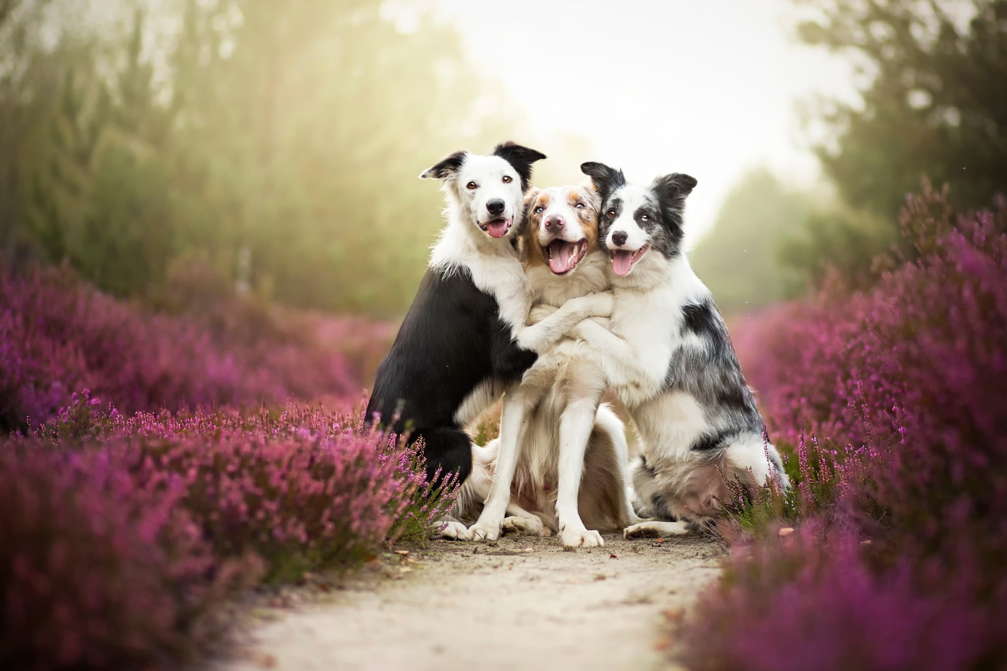 border, collies, 1080P, friends, dogs, border collies, HD Wallpaper
