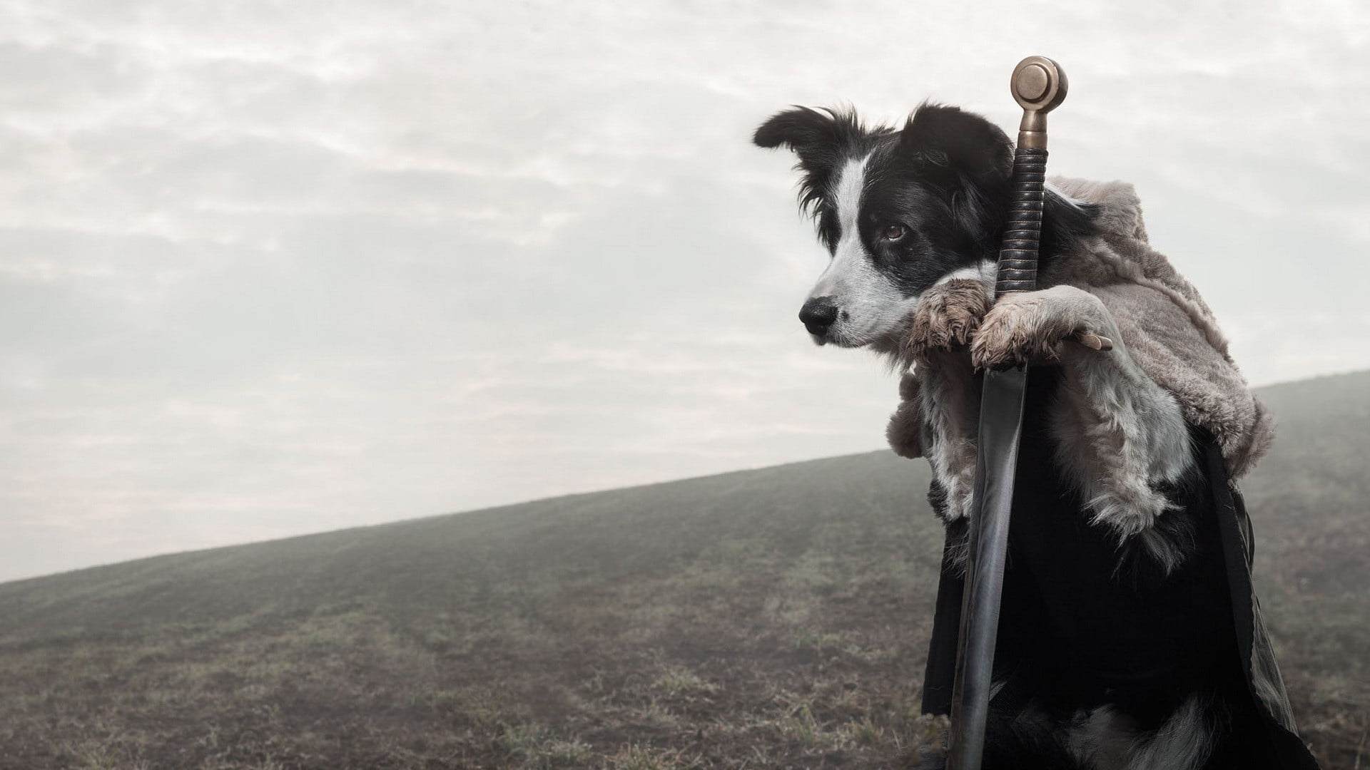 canine, black, sky, white, herbivorous, no people, sword, mountain, outdoors, animal head, pets, mammal, adult, domestic, nature, Game of Thrones, livestock, HD Wallpaper