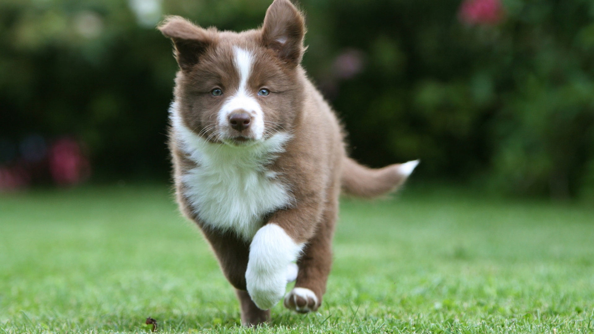 1080P, looking, friendship, day, obedience, pets, no people, cute, fur, focus on foreground, young Animal, border collie, portrait, outdoors, domestic, HD Wallpaper
