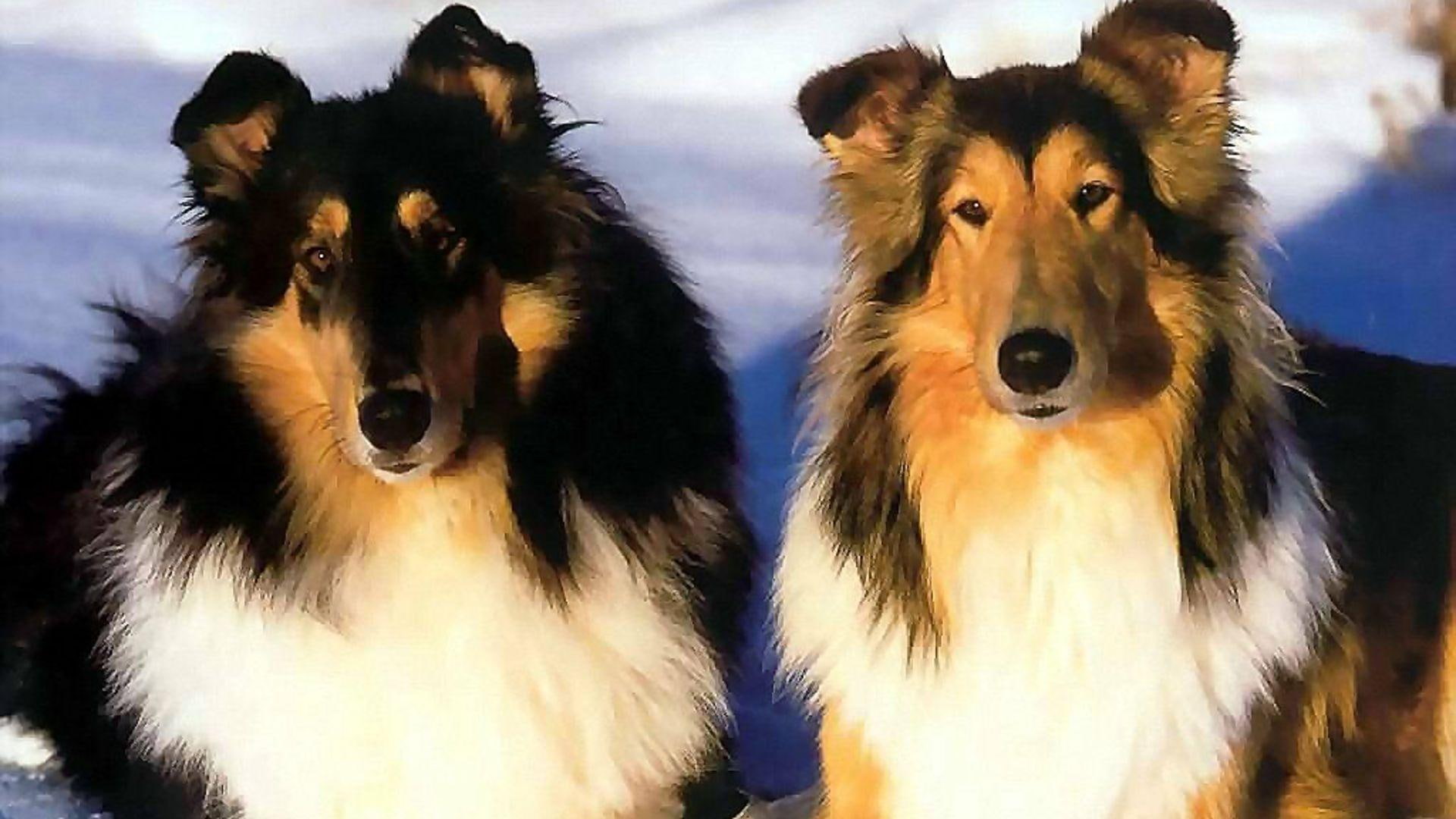 collies, pets, dogs, 1080P, collie, animals, puppies, nature, HD Wallpaper