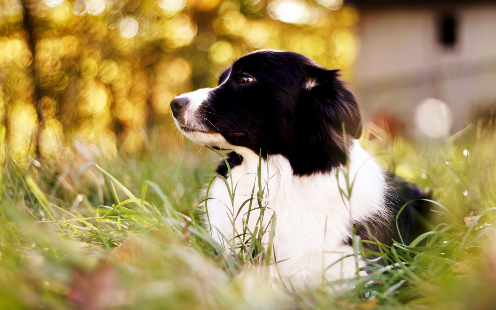 domestic Animals, dog, day, land, meadow, fun, green Color, friendship, pets, sitting, selective focus, grass, animals And Pets, cute, animal themes, animal head, HD Wallpaper