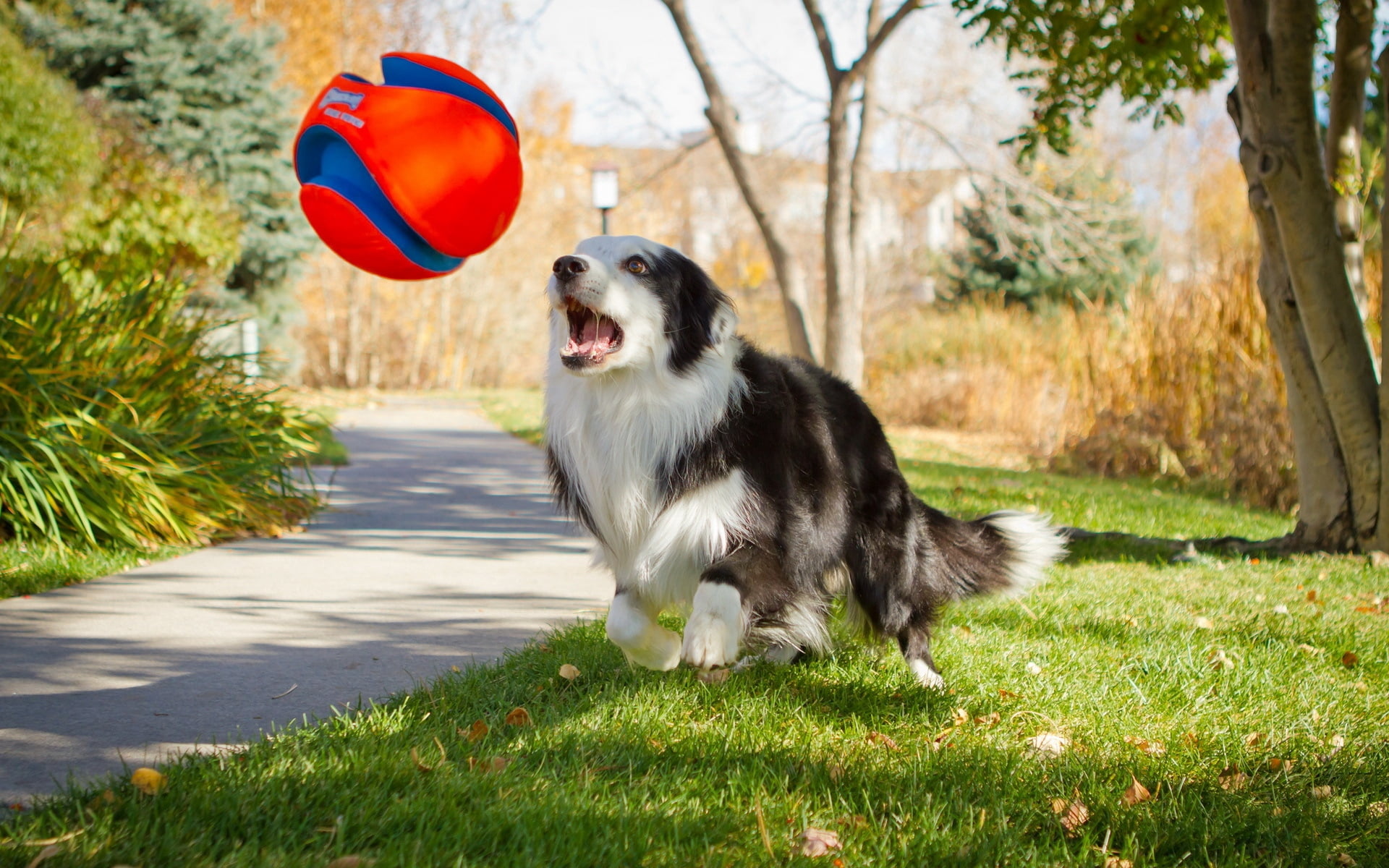 park - Man Made Space, canine, domestic, cheerful, border Collie, day, collie, mammal, field, young Animal, mouth open, one Animal, animal themes, puppy, HD Wallpaper