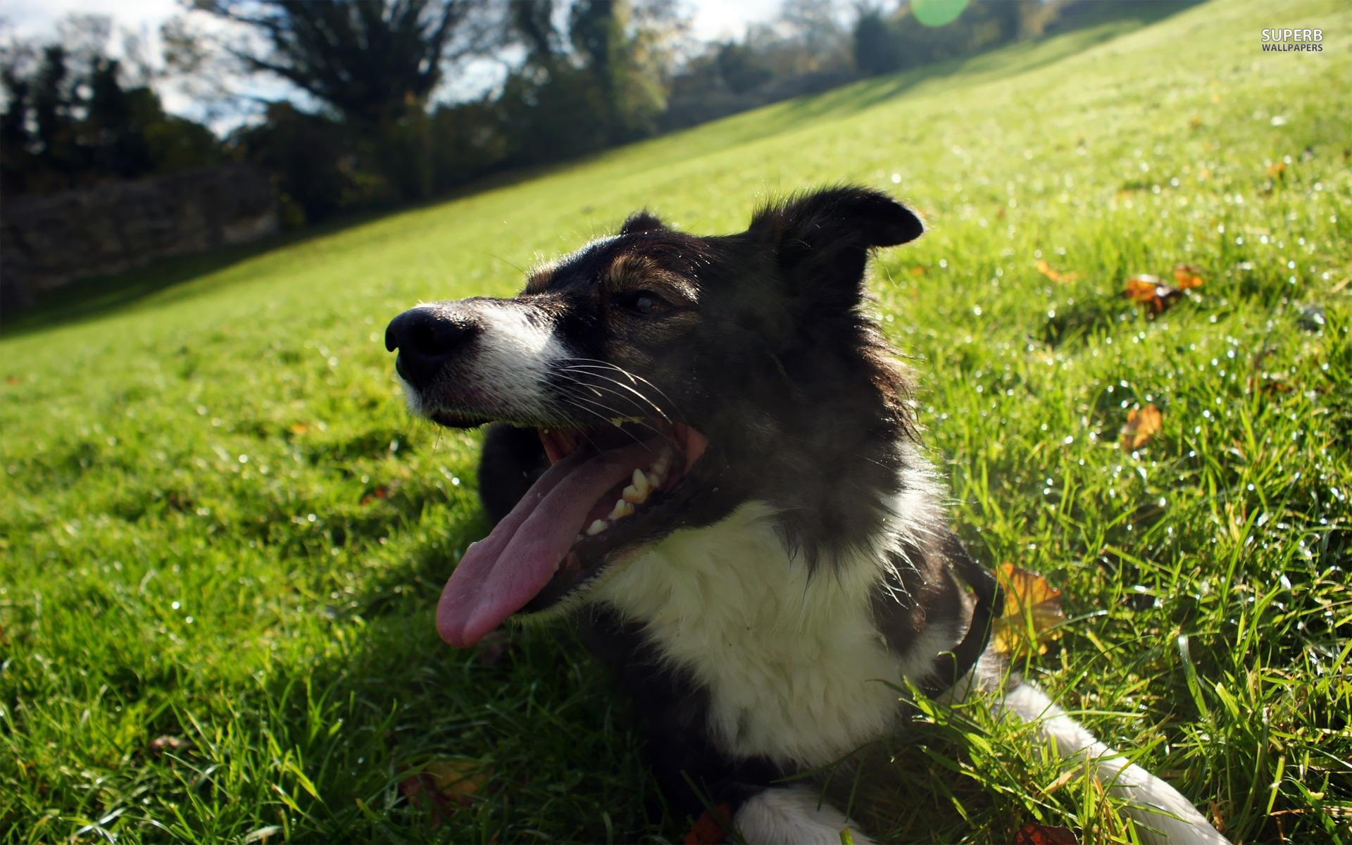 animals, collie, border collie, lawn, black, happy, animal, border, 1080P, panting, grass, HD Wallpaper