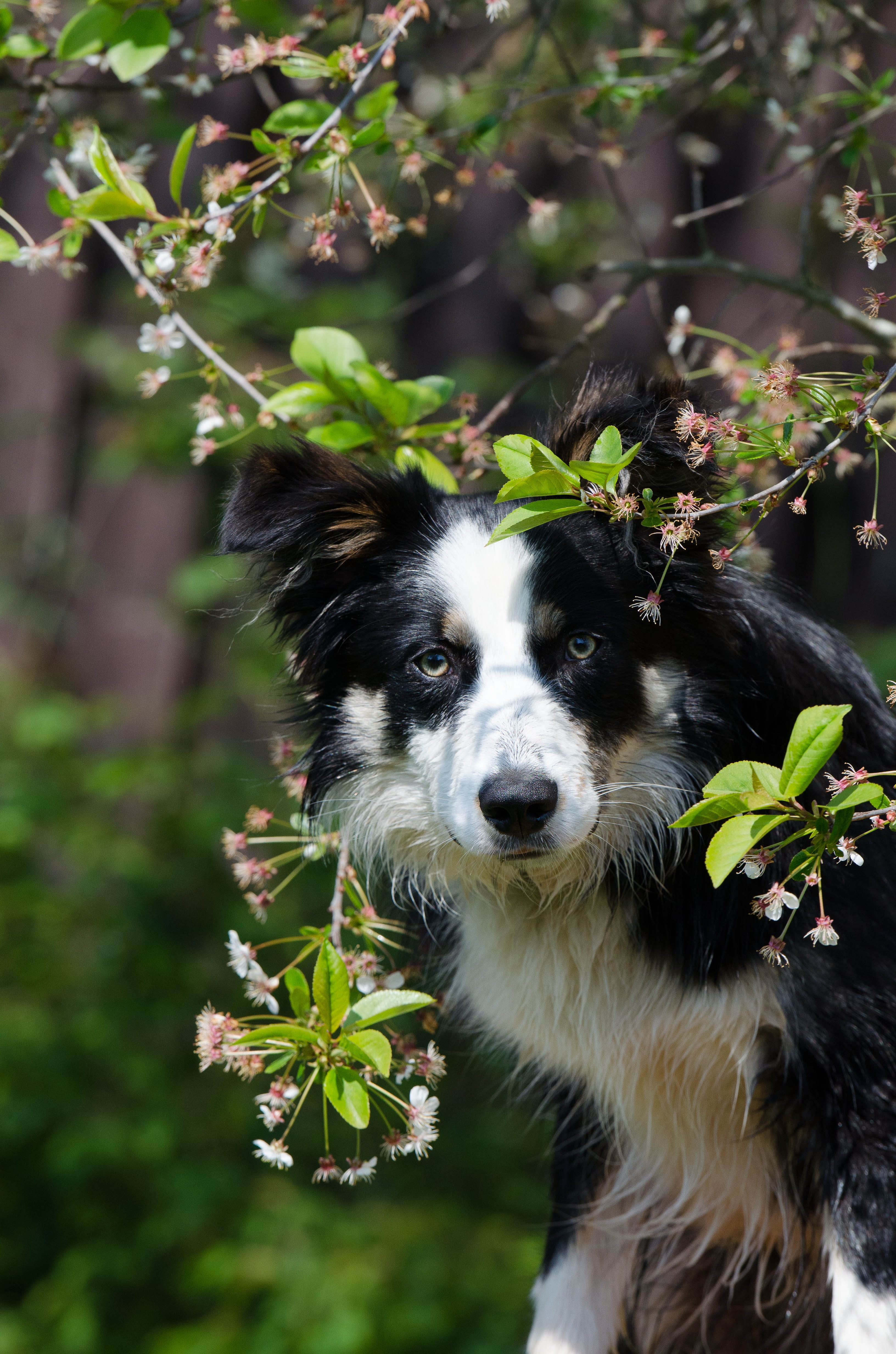 spring, 4K, domestic, vertebrate, focus on foreground, day, mammal, canine, border collie, portrait, flowering plant, plant, harbinger of spring, growth, Phone HD Wallpaper