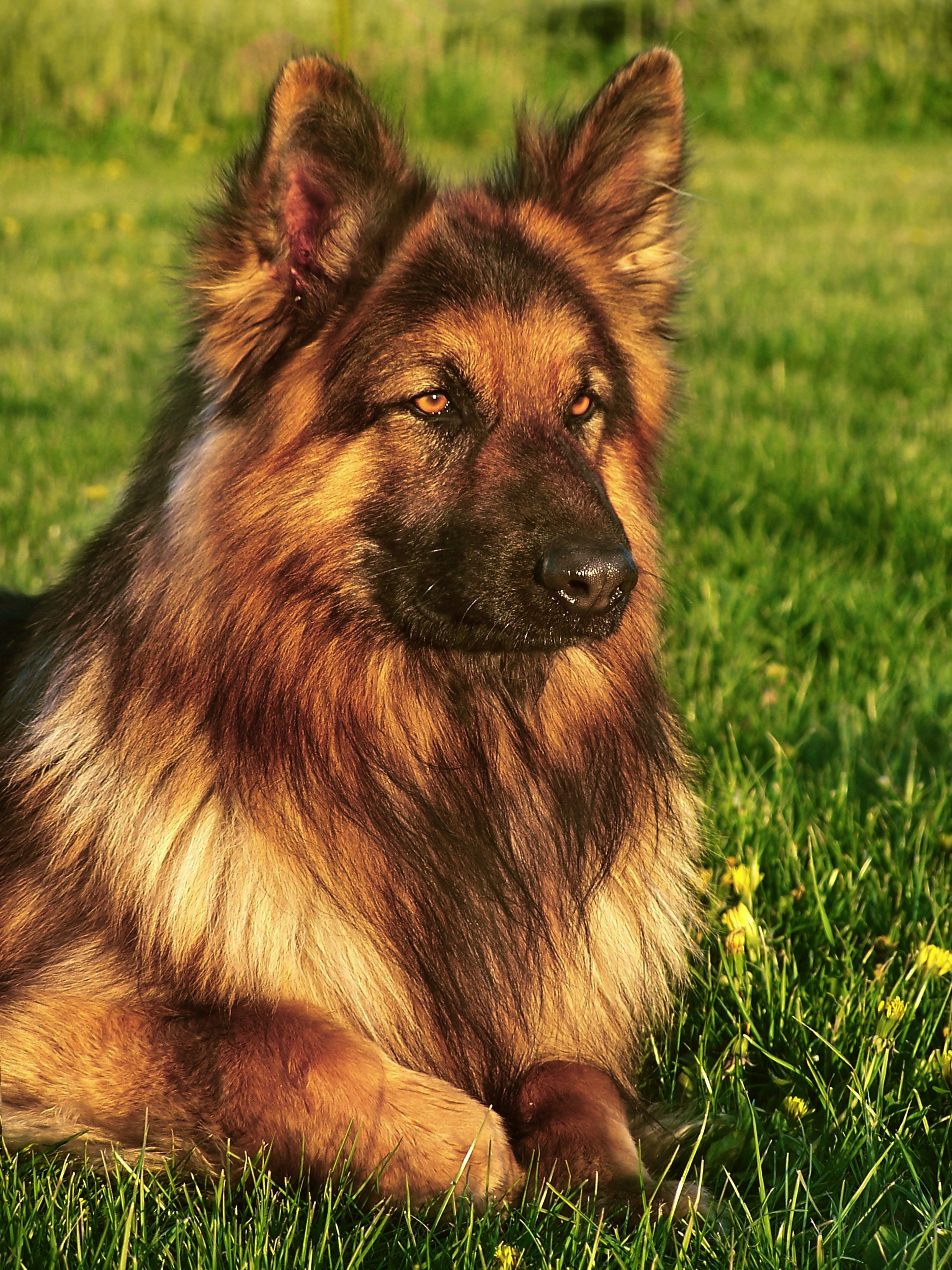 flamed, brown, dangerous, nature, outdoors, mammal, green color, cute, shepherd, sunlight, yellow, animal, green, breed, dog, friend, tan, plant, sitting, Phone HD Wallpaper