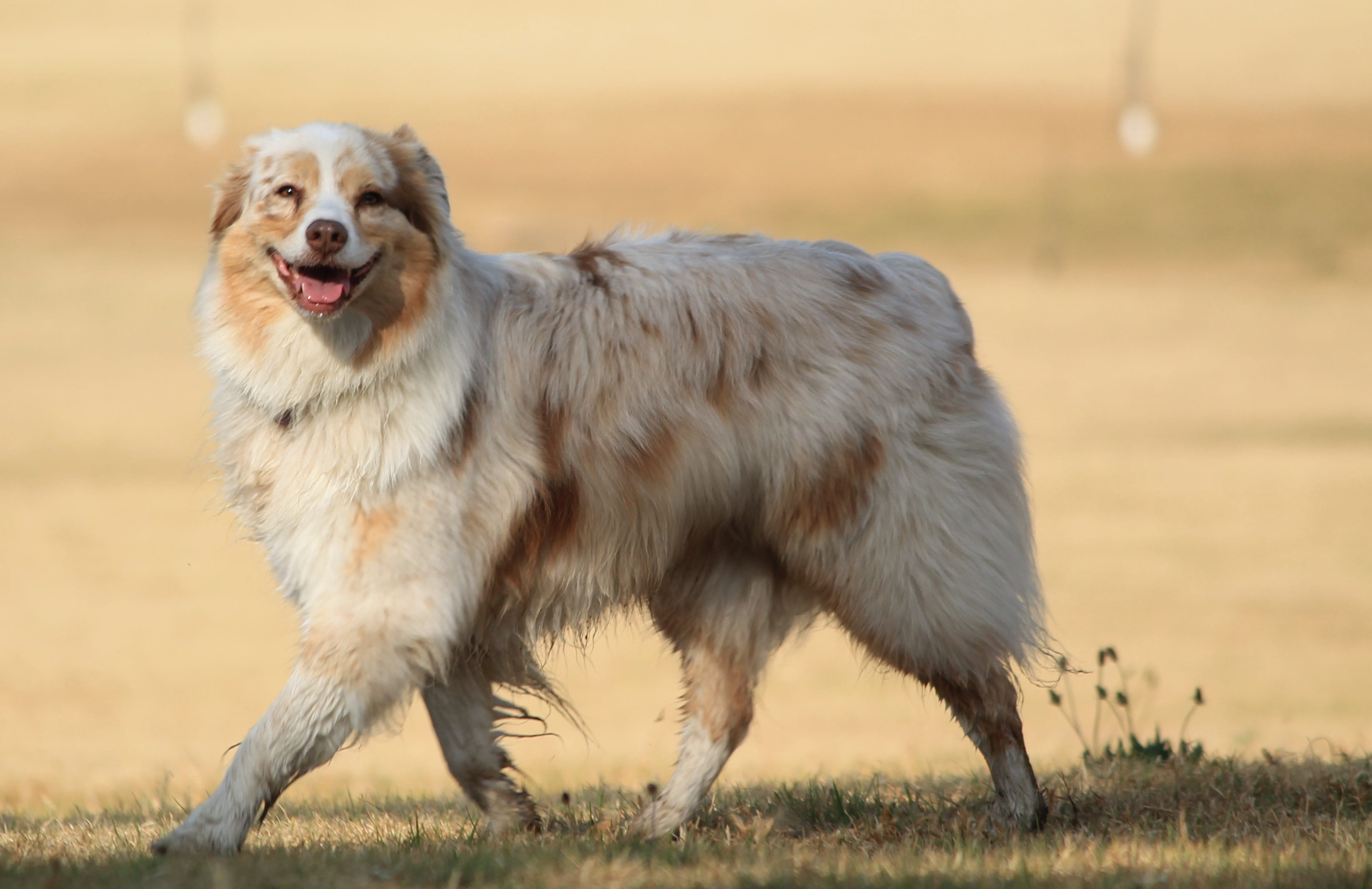 happy, pets, mammal, sunlight, park, running, vertebrate, focus on foreground, grass, portrait, day, mouth open, one animal, animal themes, daytime, nature, HD Wallpaper