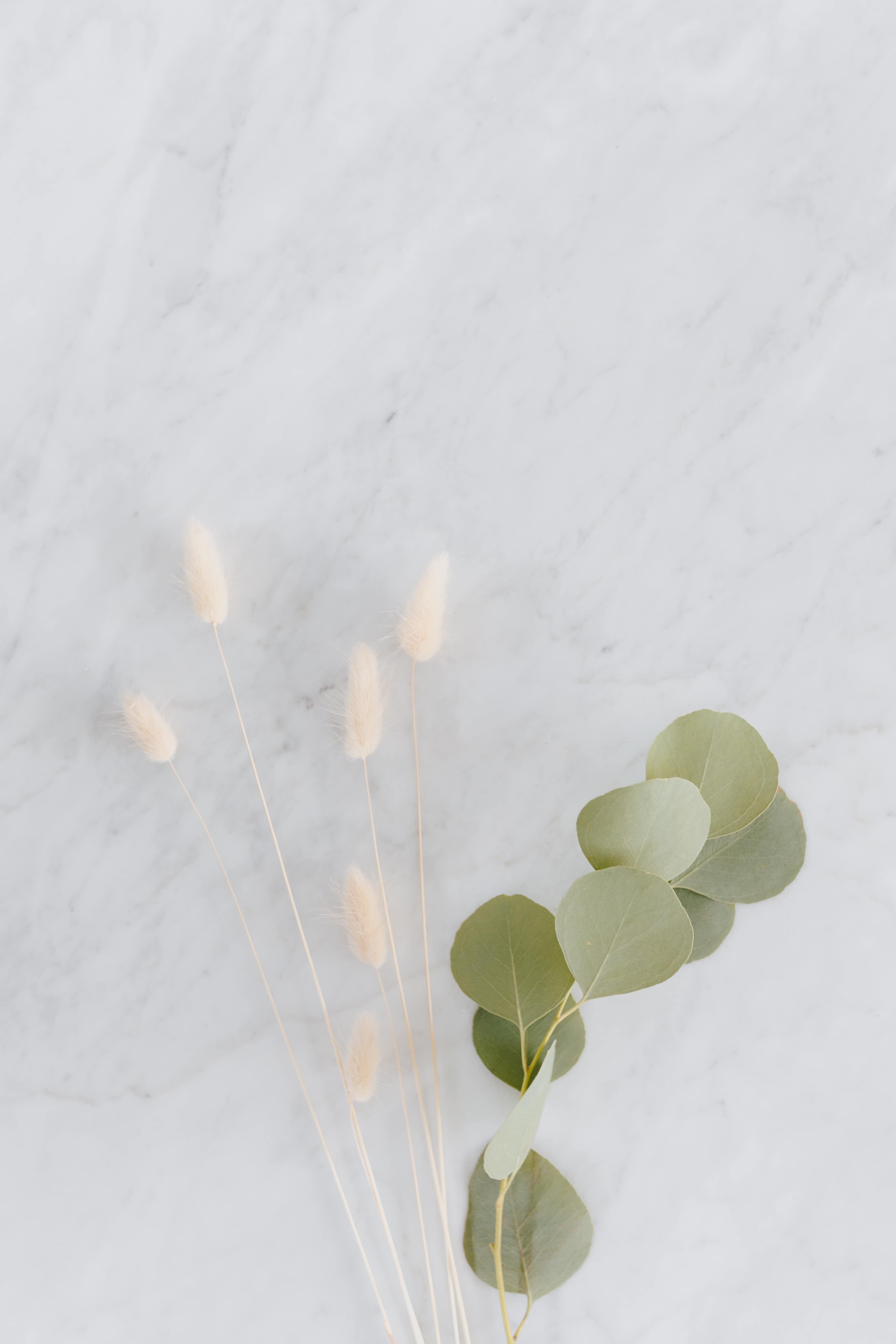 no people, bright, flatlay, dried, white, growth, plant, flowers, plant part, studio shot, fragility, vulnerability, freshness, close-up, green color, indoors, Phone HD Wallpaper