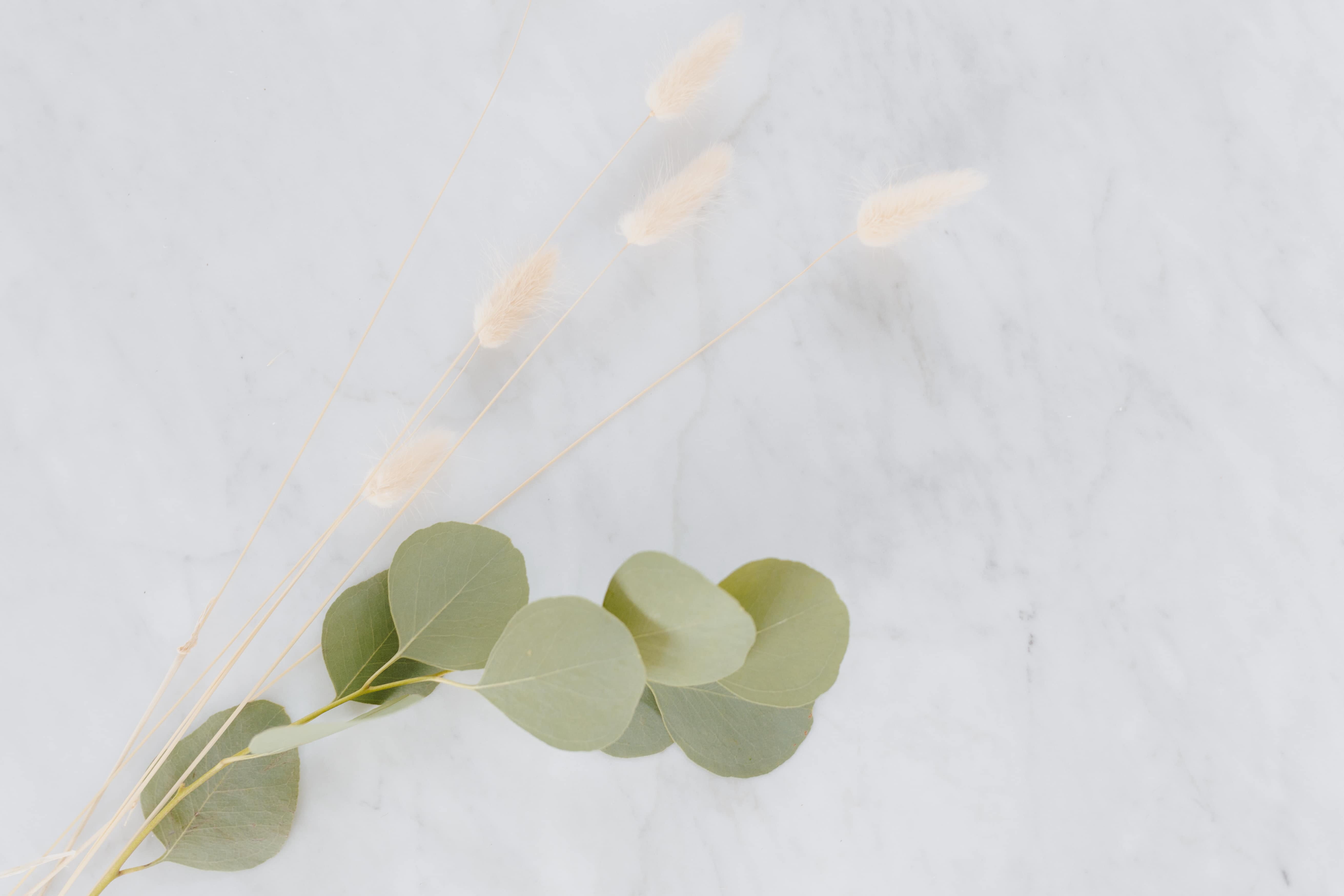 leaf, day, beauty in nature, growth, flowers, eucalyptus, plant stem, copy space, plant part, freshness, indoors, still life, 5K, wall - building feature, HD Wallpaper