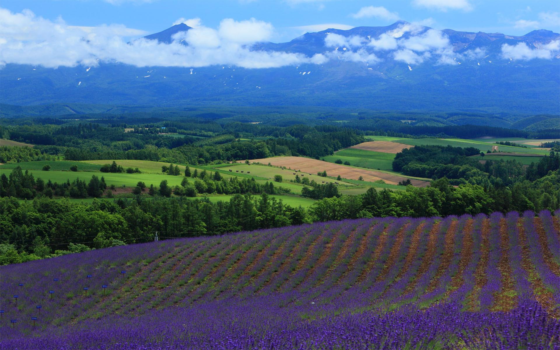 gorgeous, lavender, flowers, nature, field, fields, purple, 1080P, nature and landscapes, HD Wallpaper