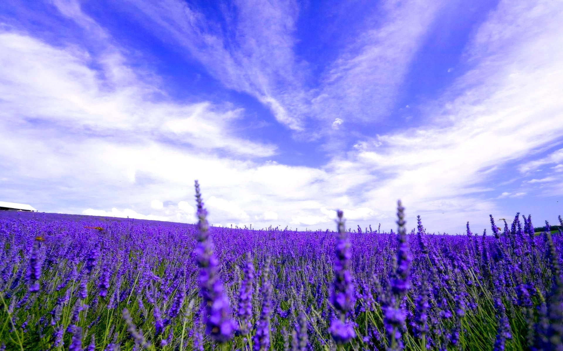 flowers, meadow, 1080P, gift, fields, friend, blossoms, beautiful, susana, lavender, nature and landscapes, field, purple, HD Wallpaper