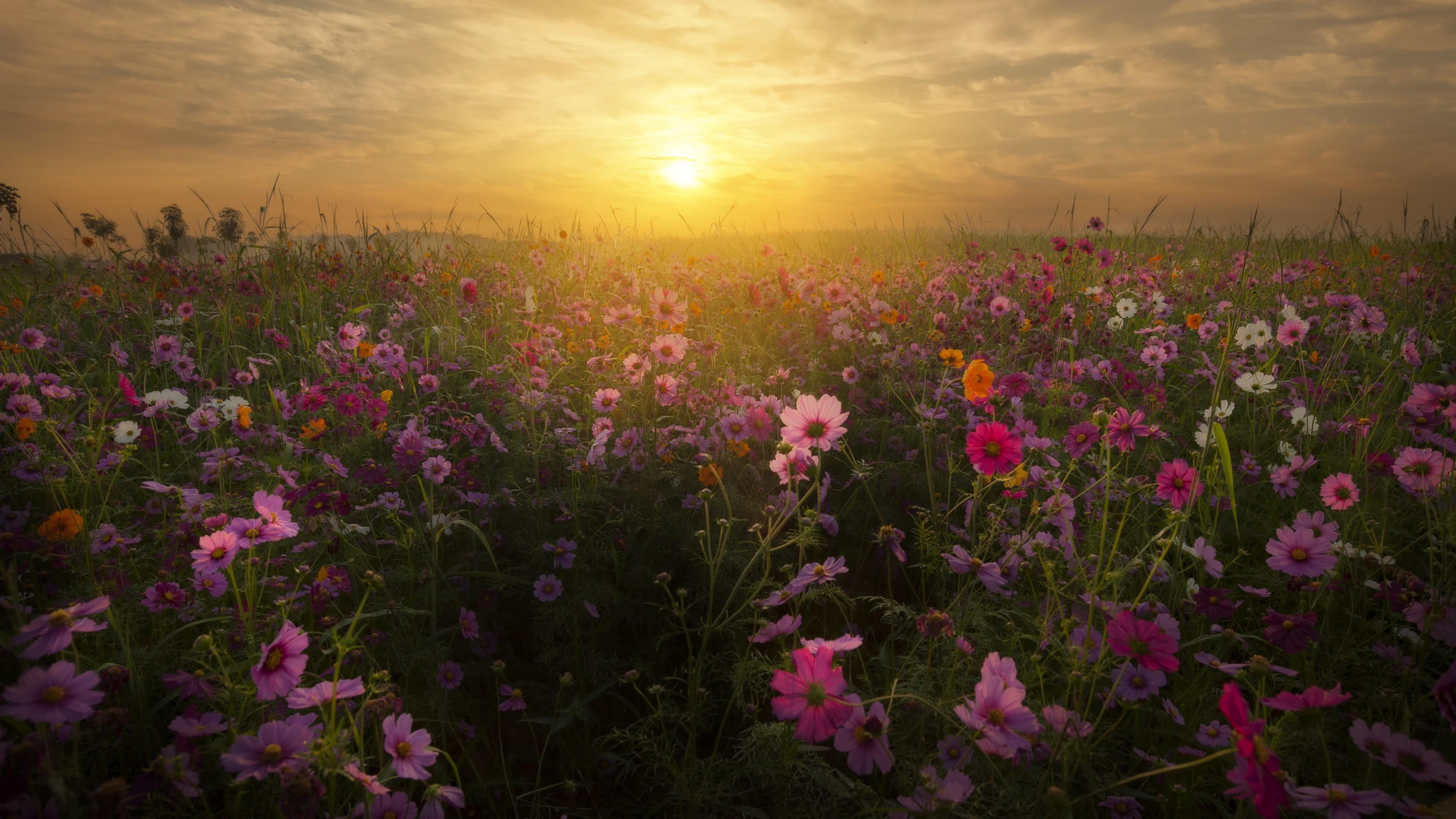 land, sunset, lens flare, sky, flowering plant, flowerbed, cloud - sky, beauty in nature, morning, flower head, environment, tranquility, flower field, HD Wallpaper