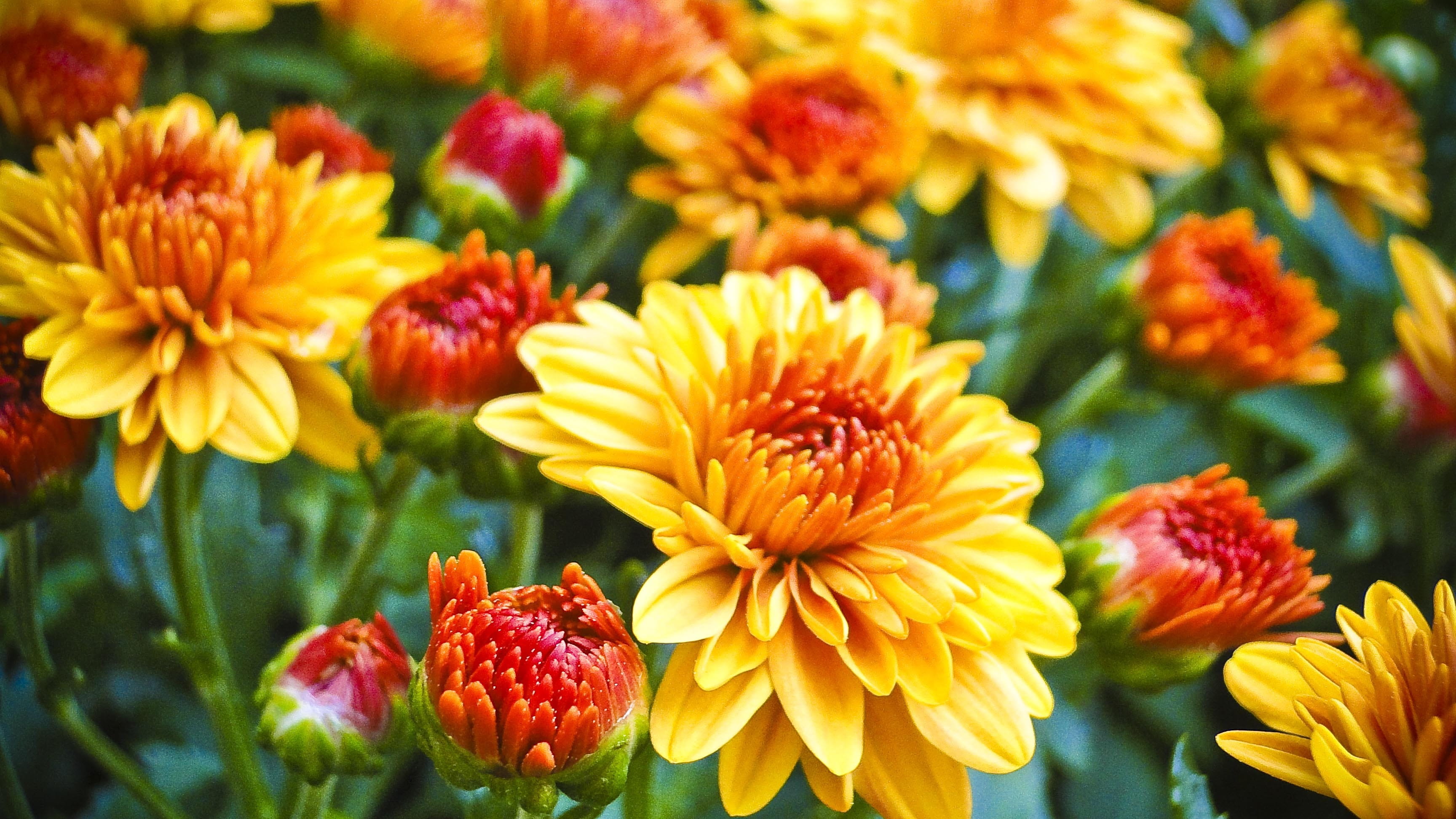 focus on foreground, vulnerability, yellow, herb, blossom, day, stem, plant, vegetation, growth, close-up, bloom, wildflowers, flower bed, shallow, focus, HD Wallpaper