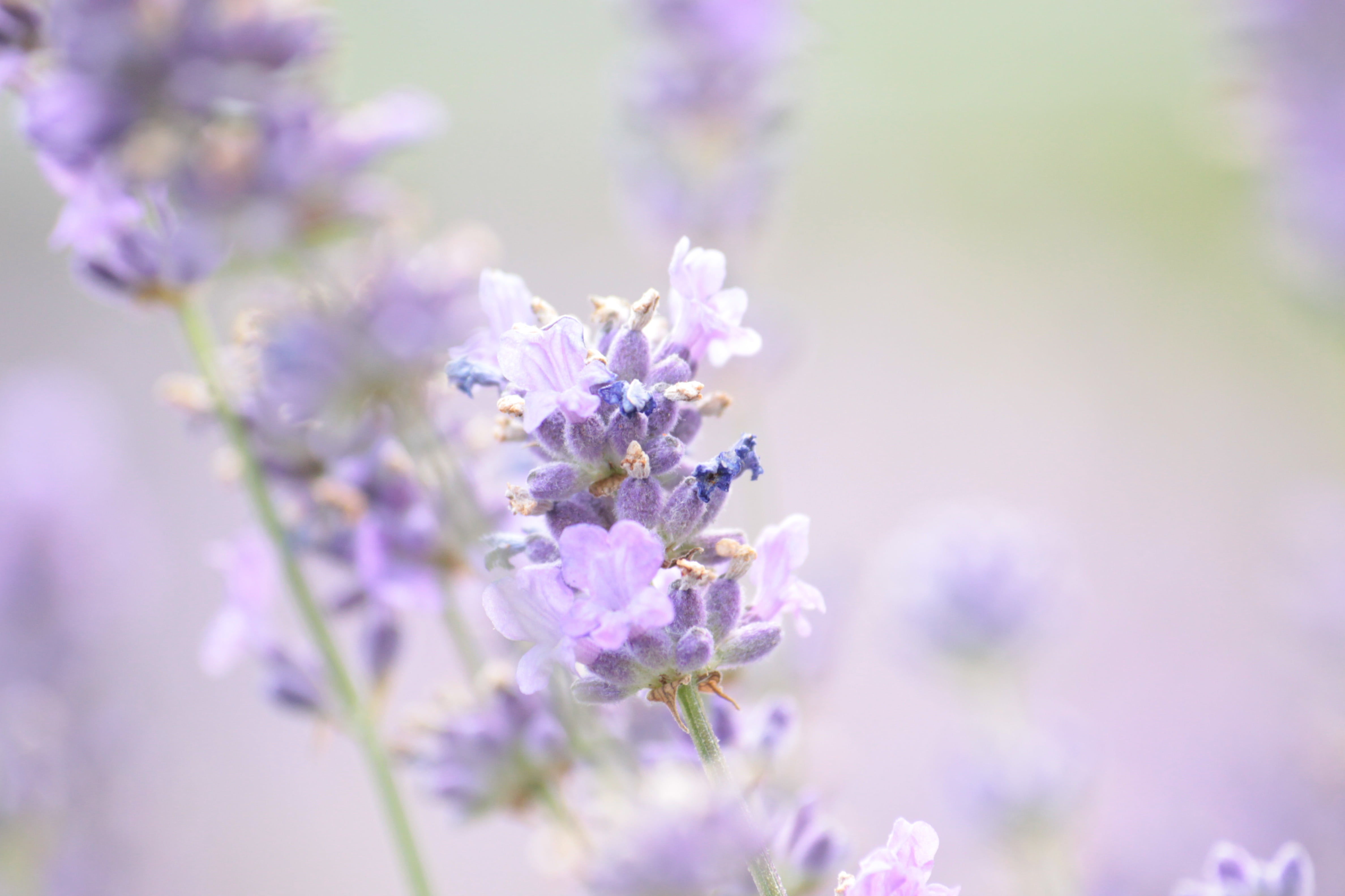 growth, plant, beauty in nature, selective, fragility, freshness, focus, blooming lavender, outdoors, blossom, inflorescence, fragrant, close-up, 4K, nature, HD Wallpaper