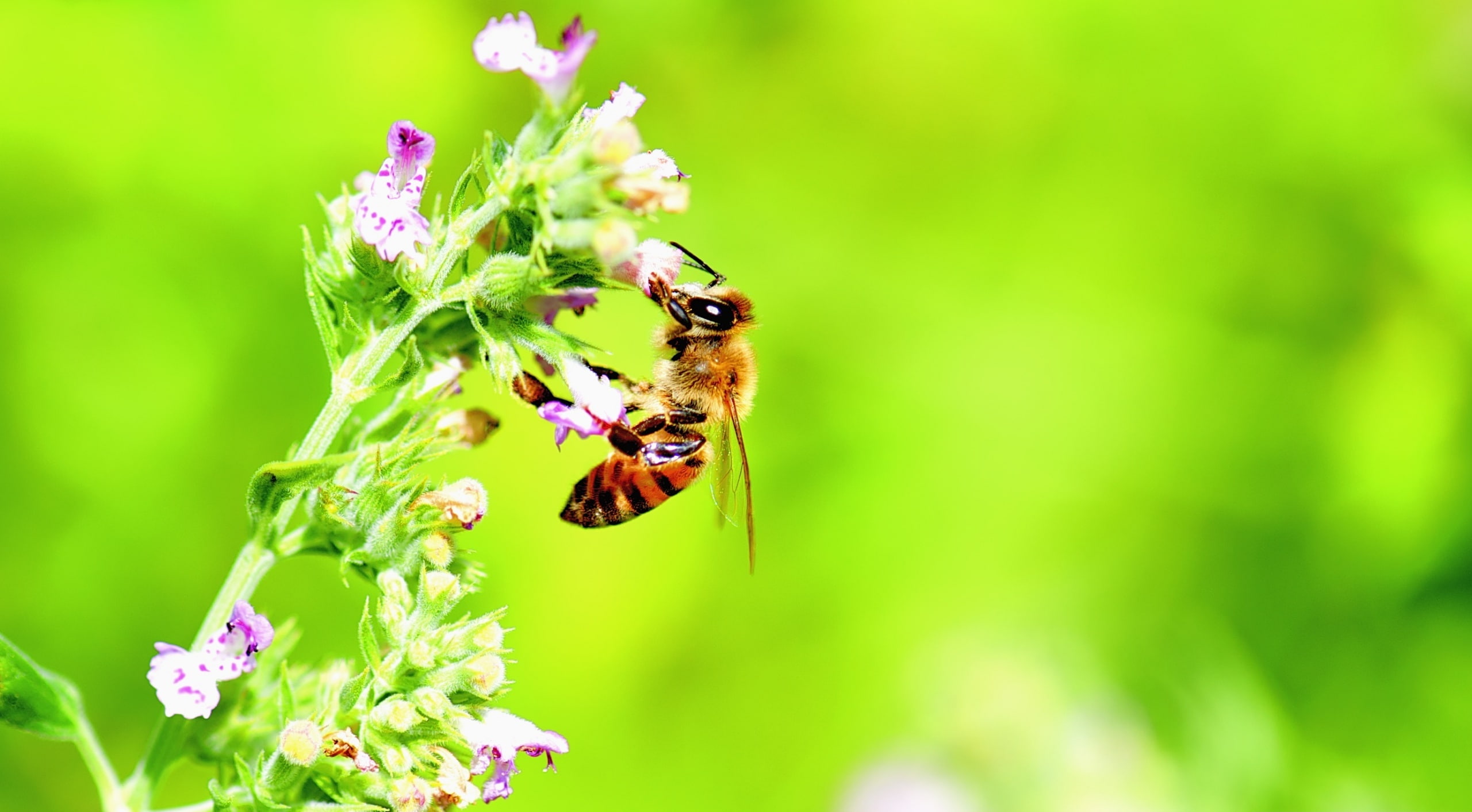 Bright, Insect, pollination, Background, vulnerability, Nectar, focus ...