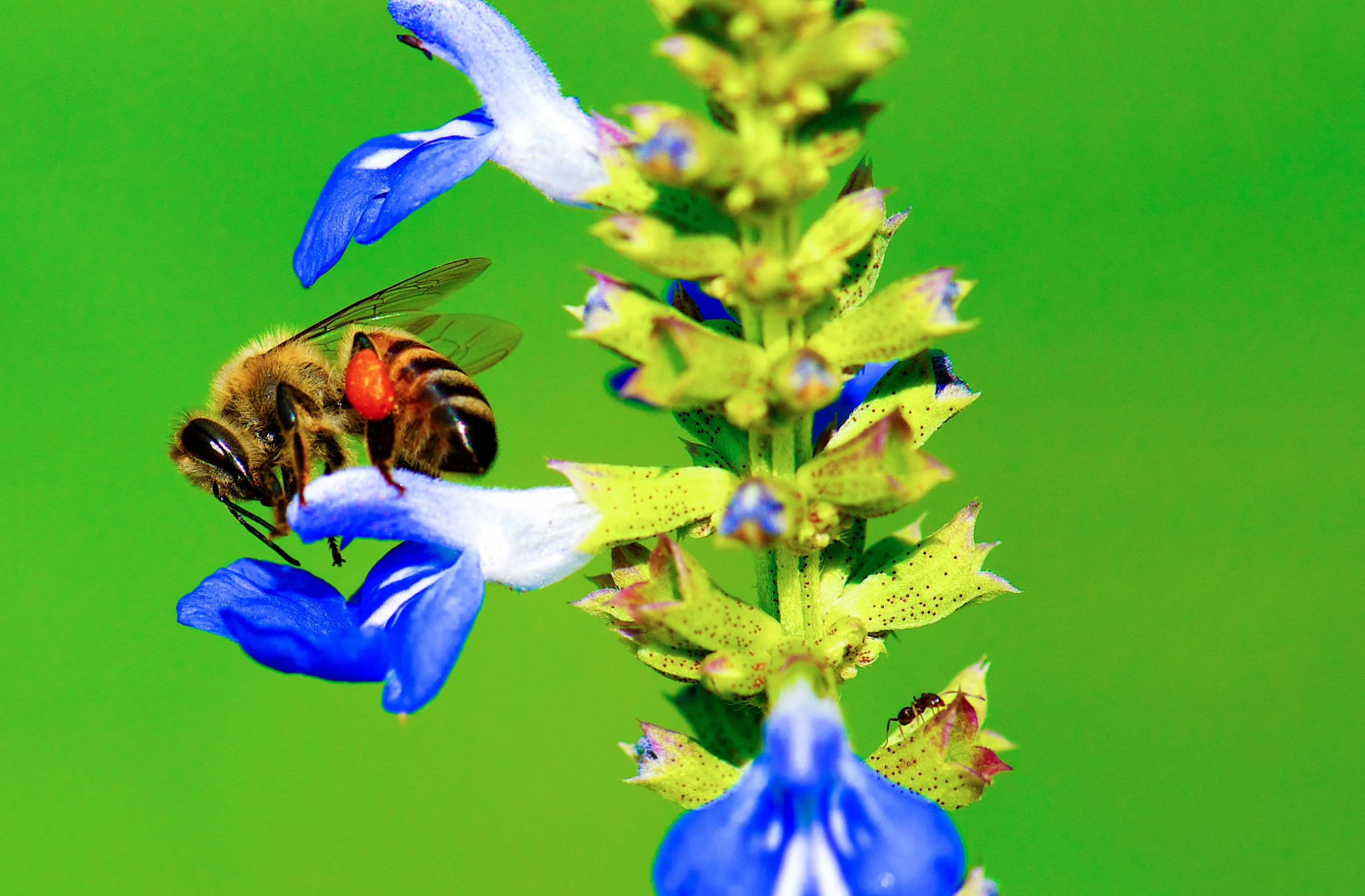 Colors, pollen, bee, invertebrate, close-up, wildlife, green color, Closeup, flower, nikon, flowering plant, purple, colored background, vulnerability, HD Wallpaper