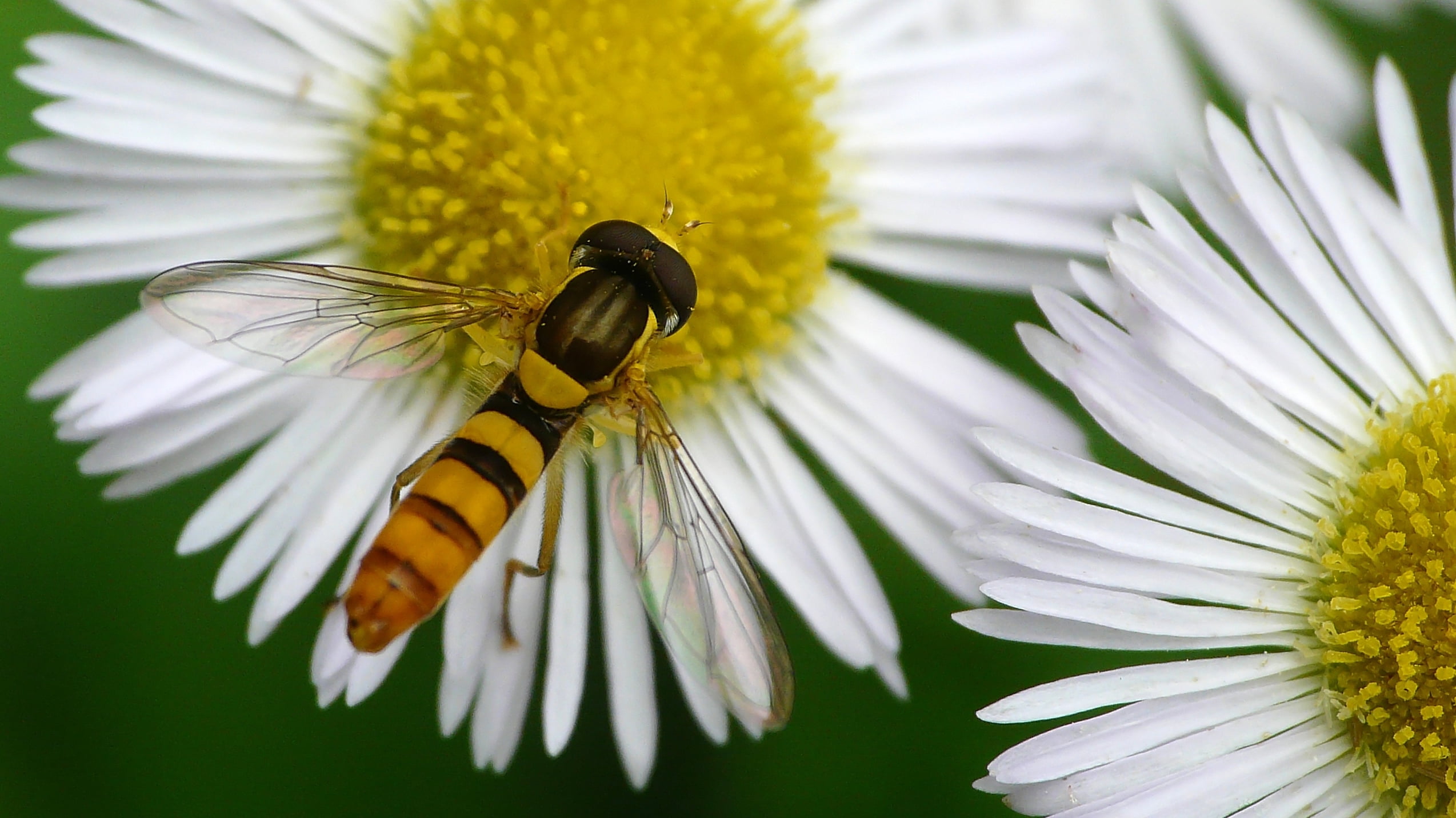 bee, nature, insect, yellow, summer, 1080P, black, pollen, animal, flower, pollination, green Color, close-up, macro, petal, hoverfly, plant, japan, HD Wallpaper