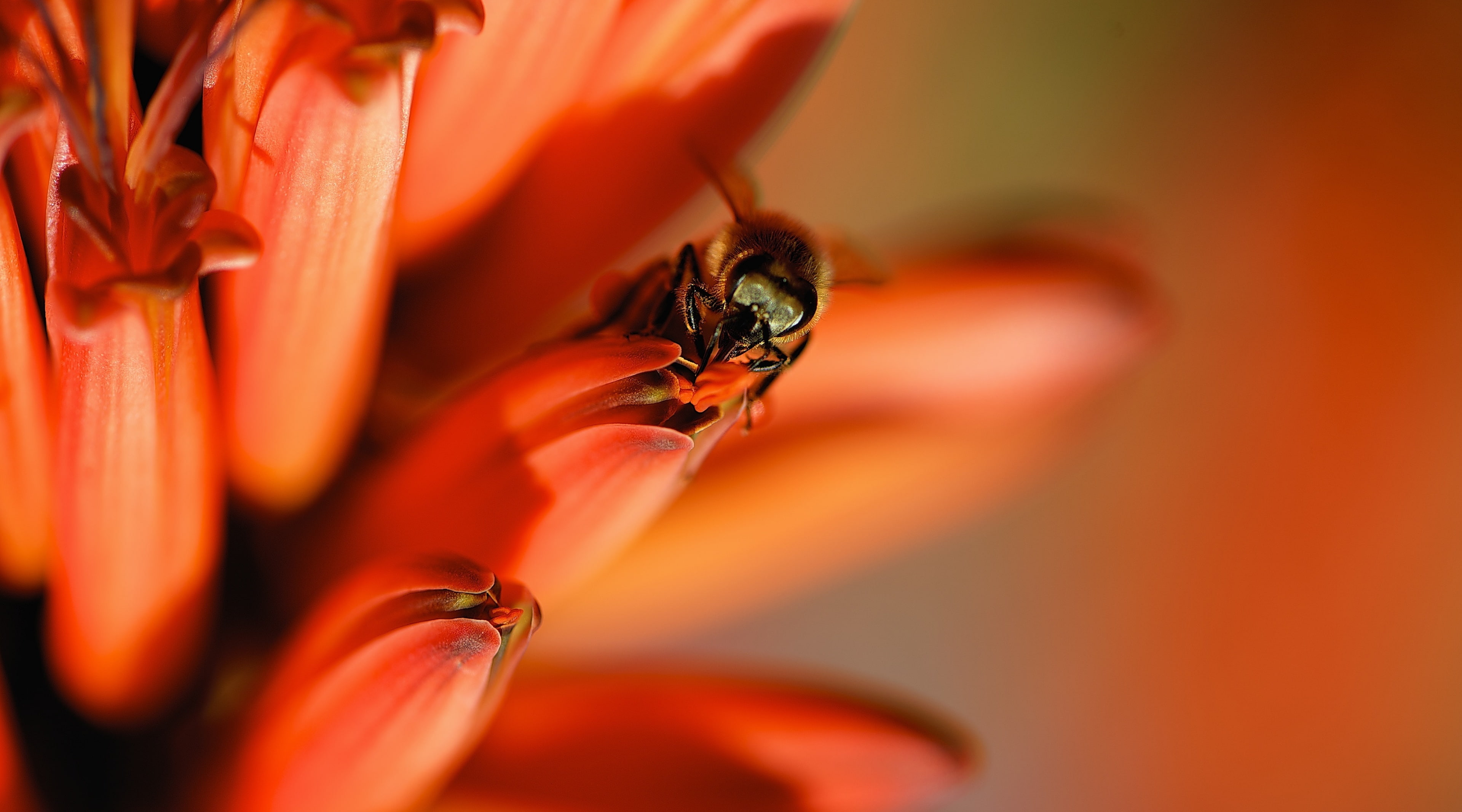 red, fragility, no people, animals in the wild, one animal, hard-working, invertebrate, fauna, nature, Photography, Macro, nikon, pollinator, Aloe, Wings, HD Wallpaper