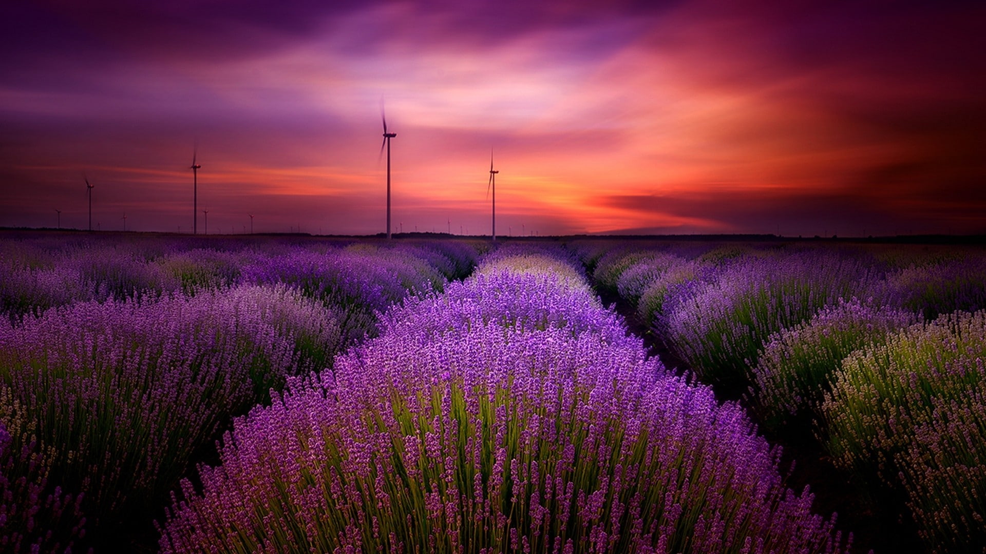 clouds, sunset, photography, sky, flowers, lavender, landscape, 1080P, purple, HD Wallpaper