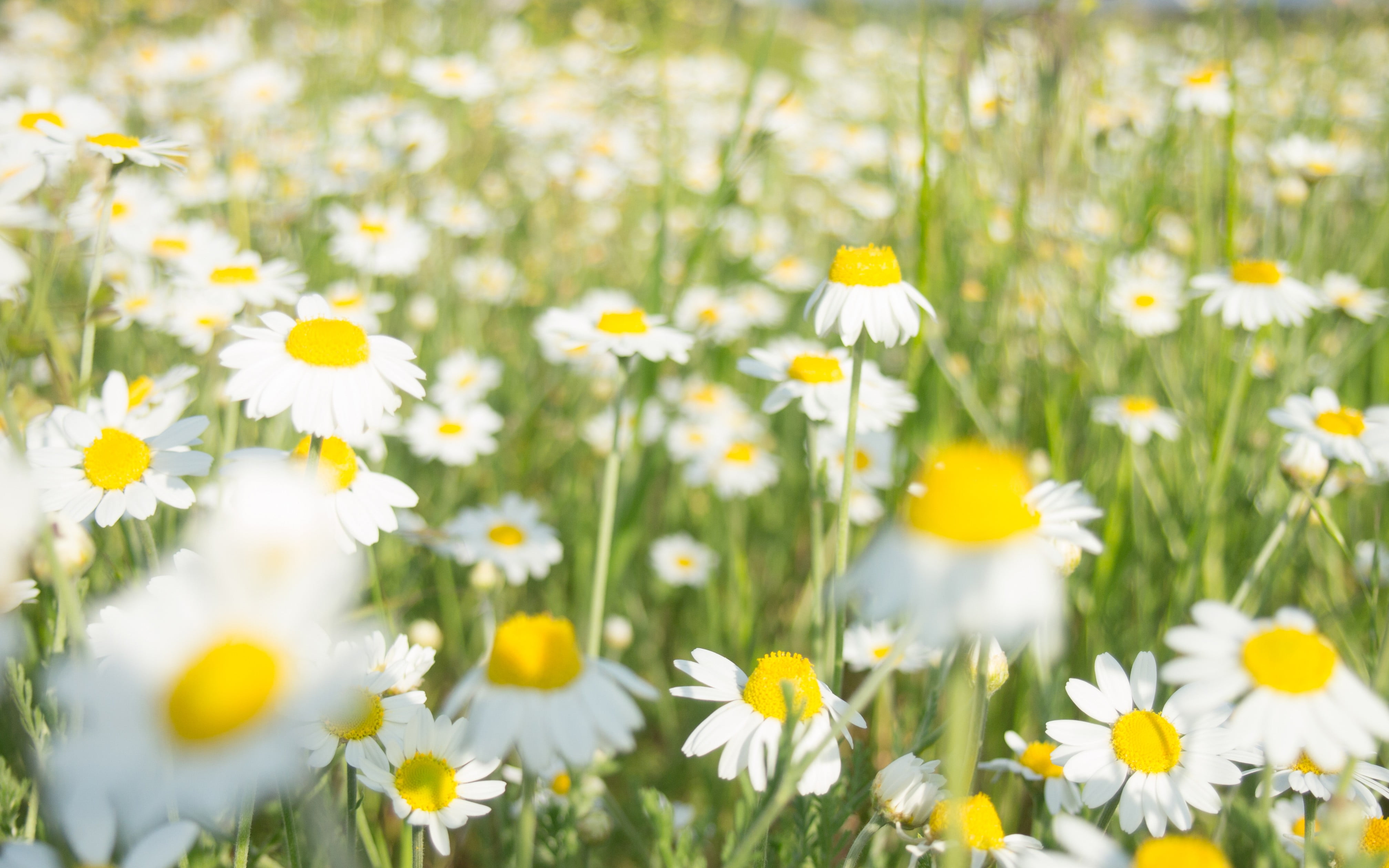 white, vulnerability, flowerbed, plants, green, inflorescence, land, daisies, white flowers, springtime, outdoors, flower head, freshness, 4K, fragility, HD Wallpaper