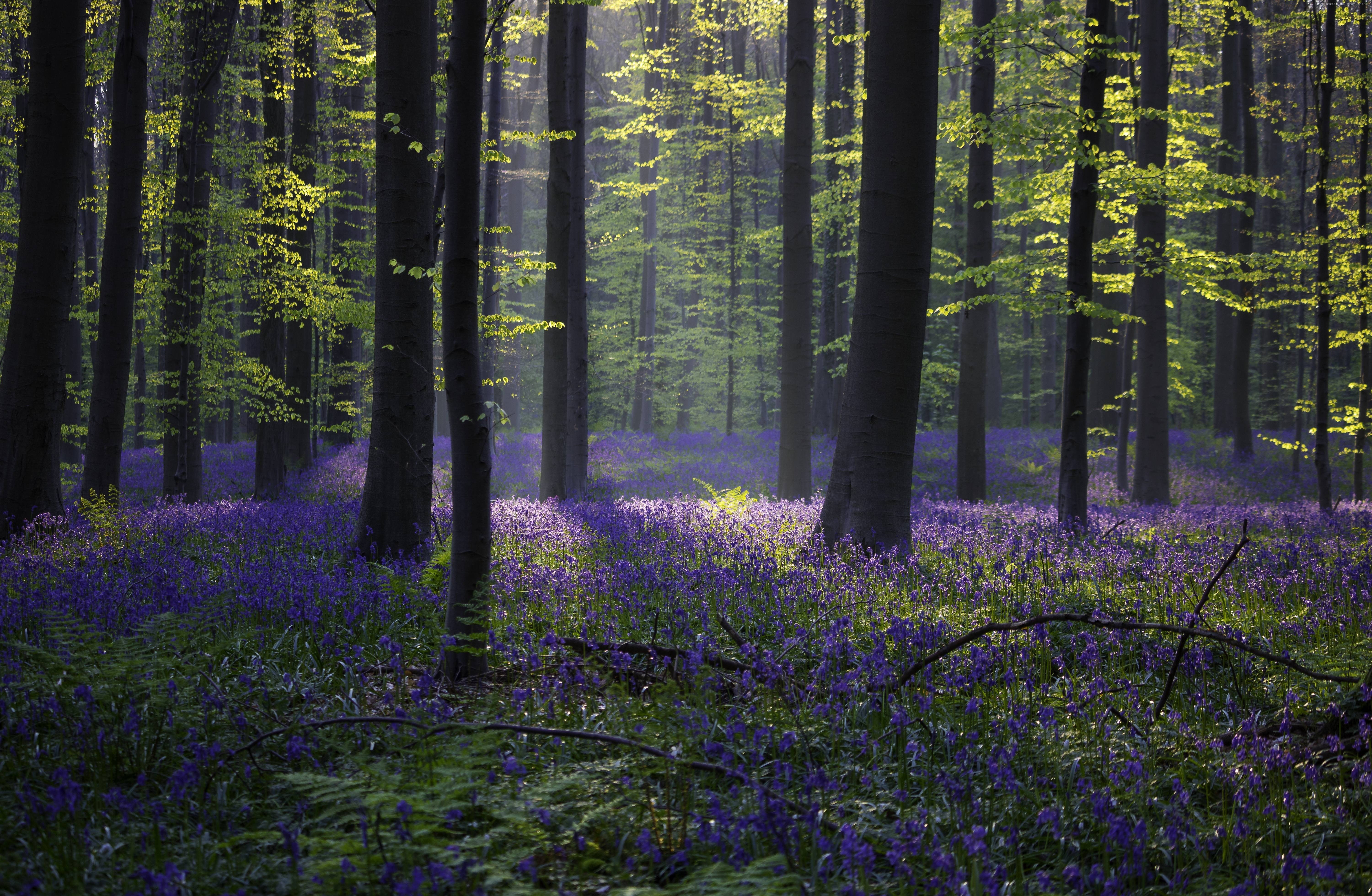 Halle, spring, sunlight, 5K, Belgium, 5K, 4k, bluebell, forest, HD Wallpaper