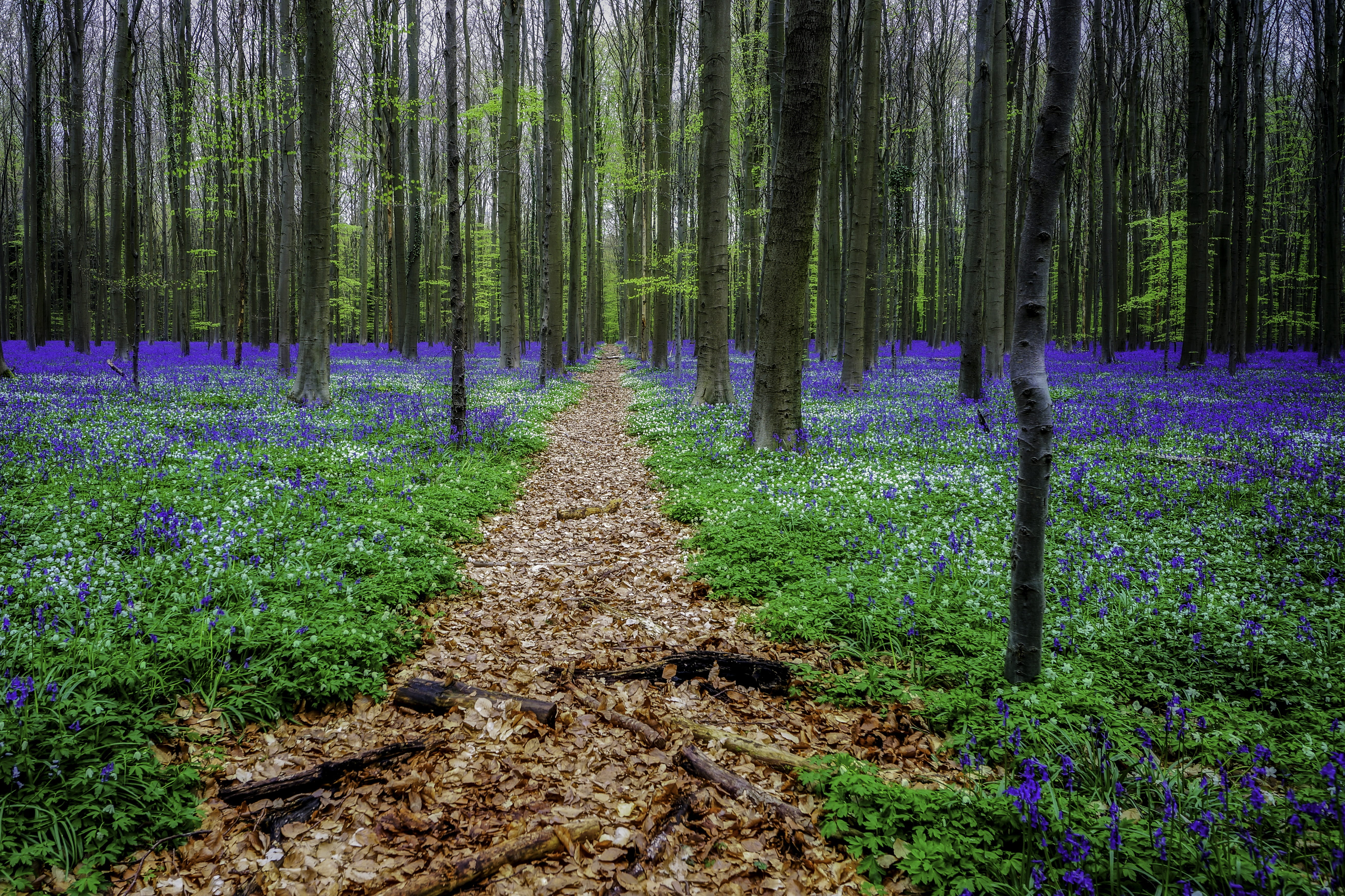 hyacinths, tree trunk, no people, hallerbos, tranquility, woodland, bluebell, tree, flowers, green color, tranquil scene, land, landscape, scenics - nature, HD Wallpaper