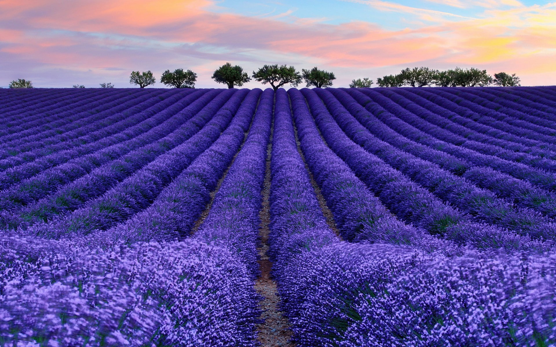lavender, vulnerability, tree, field, beauty in nature, growth, flowering plant, freshness, flower, sky, 1080P, rural scene, scenics - nature, landscape, HD Wallpaper