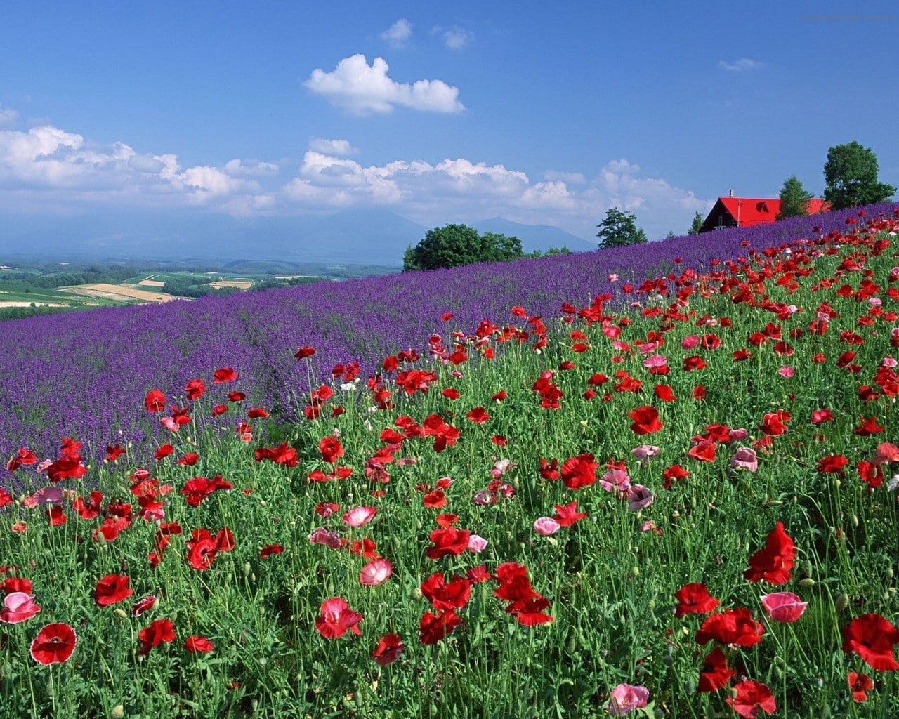 field, 720P, landscape, poppies, lavender, flowers, HD Wallpaper