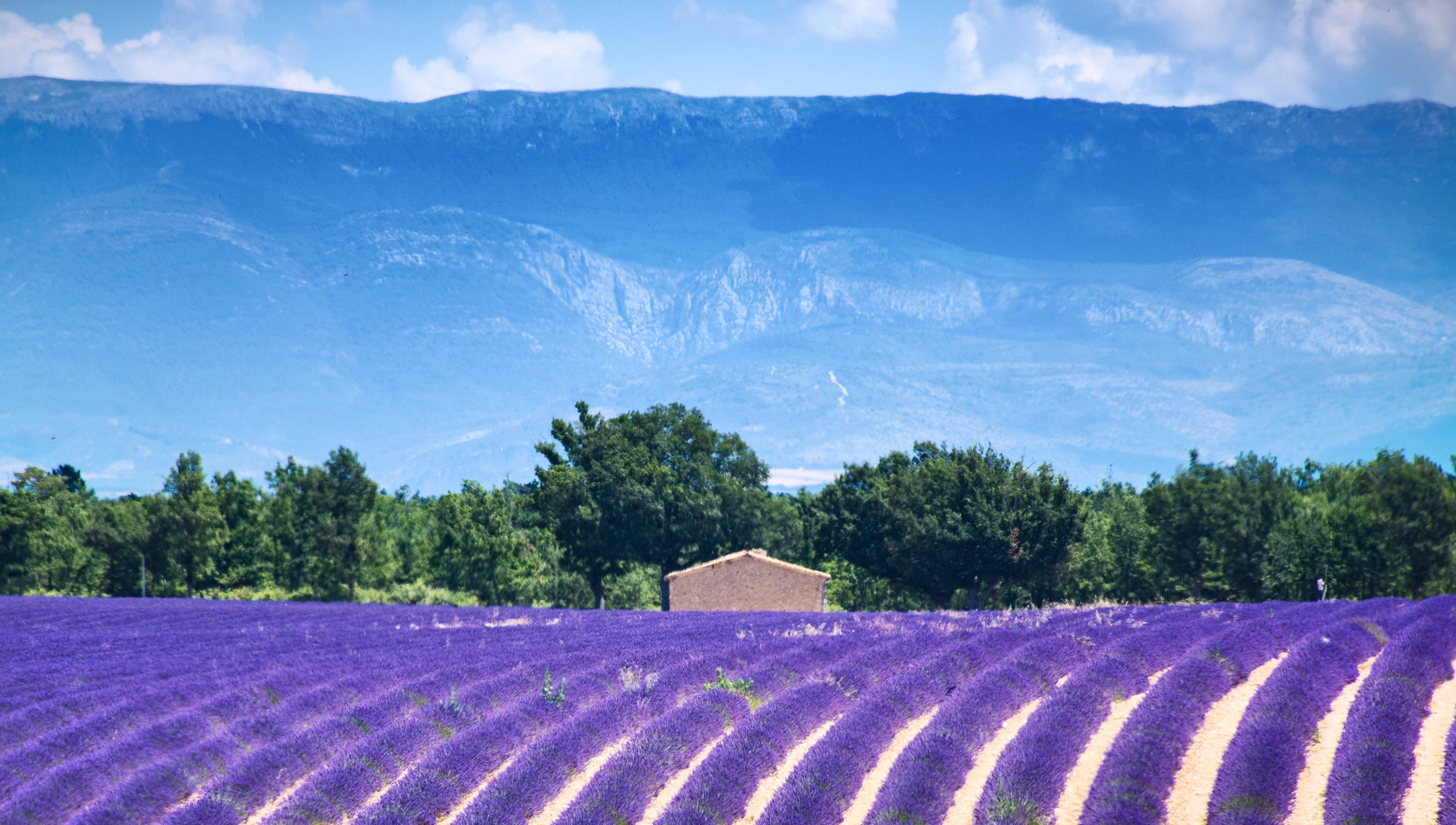 day, flowerbed, europe, plant, nature, south of france, mountain backdrop, destination, sky, no people, outdoors, agriculture, lavender field, flower, mountains, HD Wallpaper