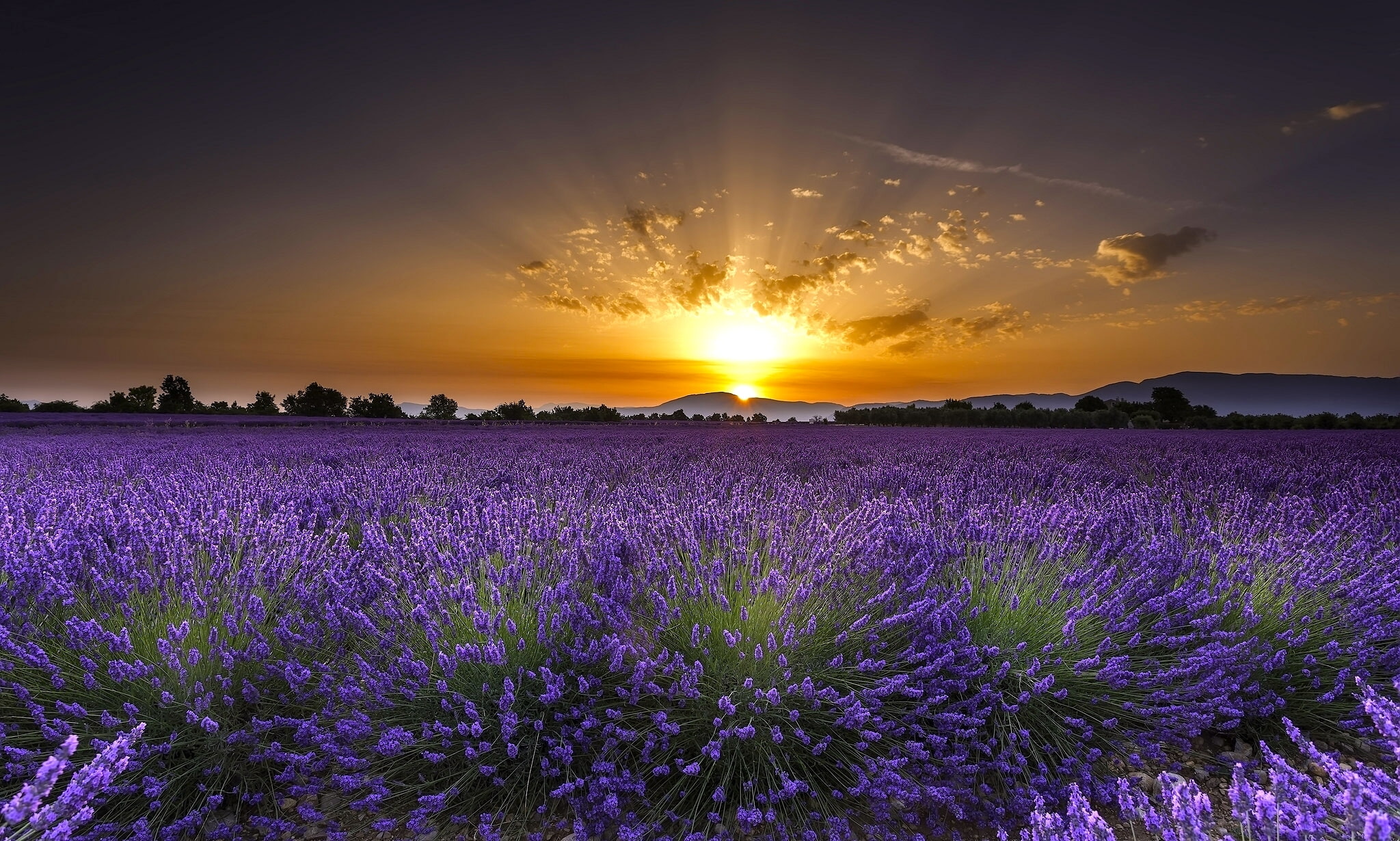 sunrise, 1080P, field, flowers, France, dawn, Valensole, lavender, HD Wallpaper