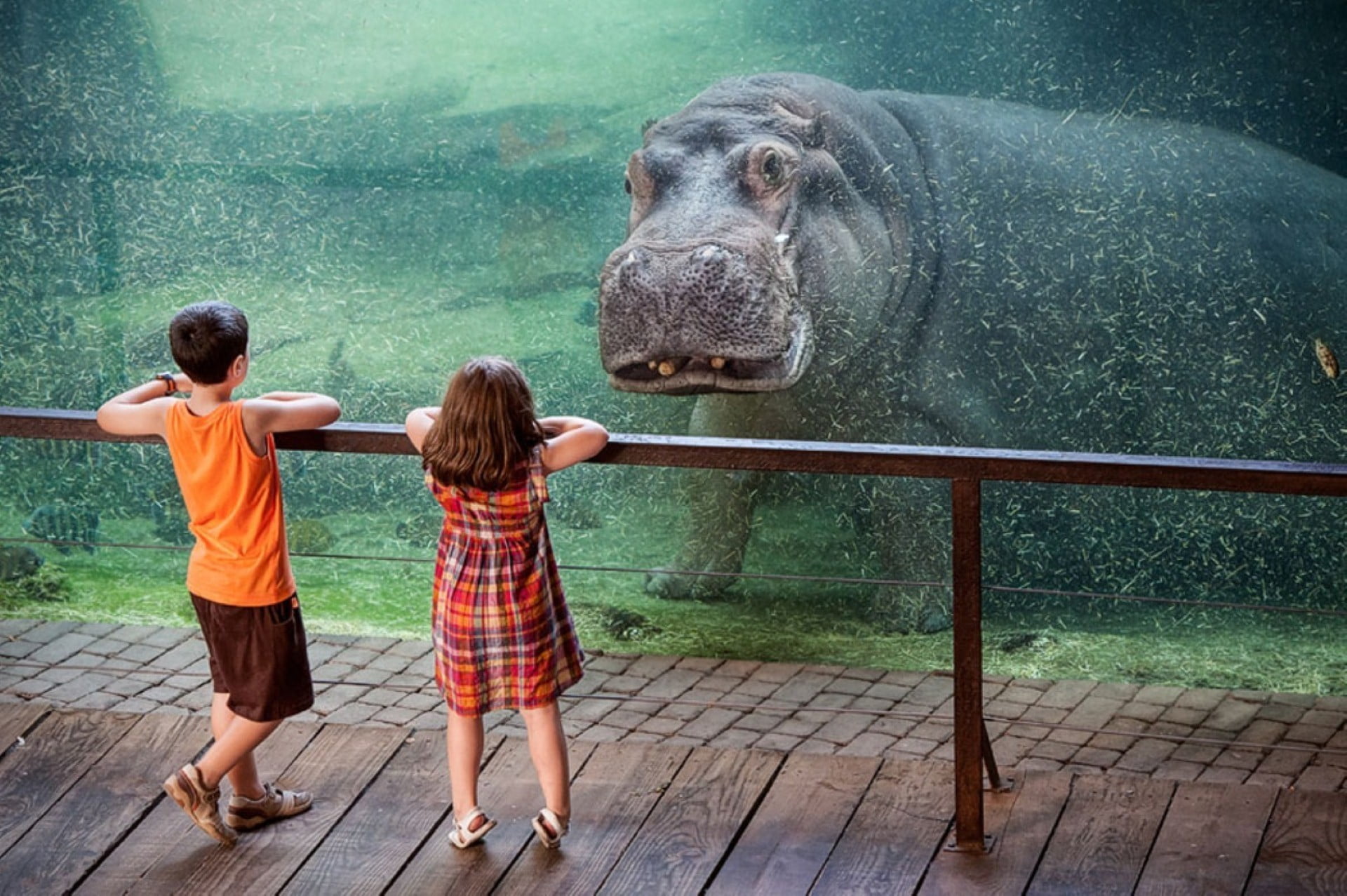 zoo, children, full length, males, men, childhood, togetherness, red, boys, people, outdoors, underwater, two people, girl, innocence, child, dress, animals, HD Wallpaper