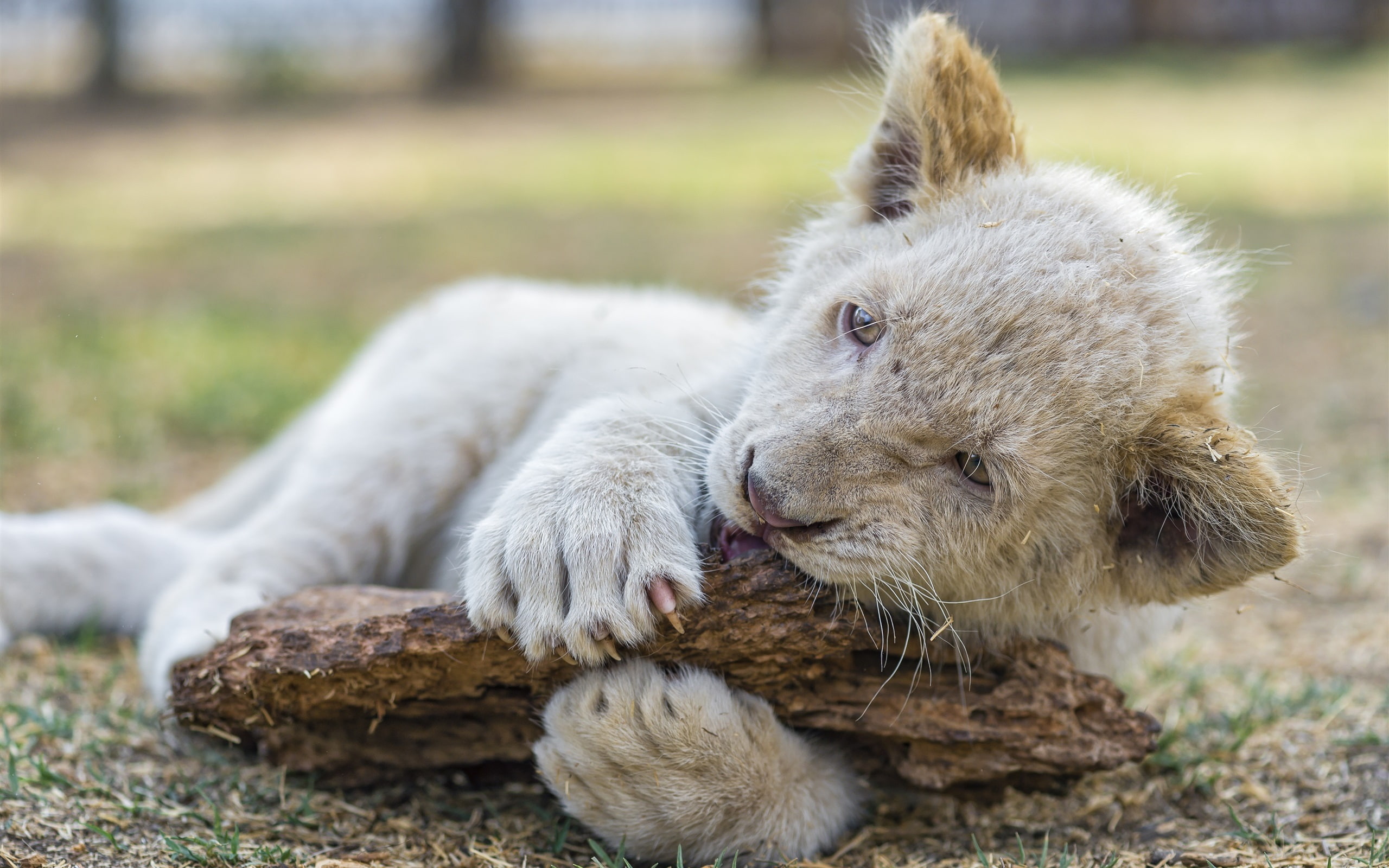 2K, White, Cub, Lion, Playing, HD Wallpaper