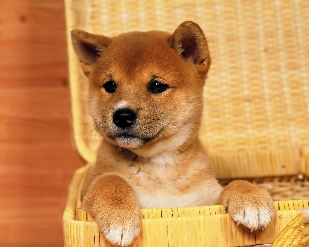 looking at camera, whisker, chihuahua - dog, portrait, dog, no people, mammal, animals, domestic, baskets, small, close-up, 720P, puppy, one animal, pets, HD Wallpaper