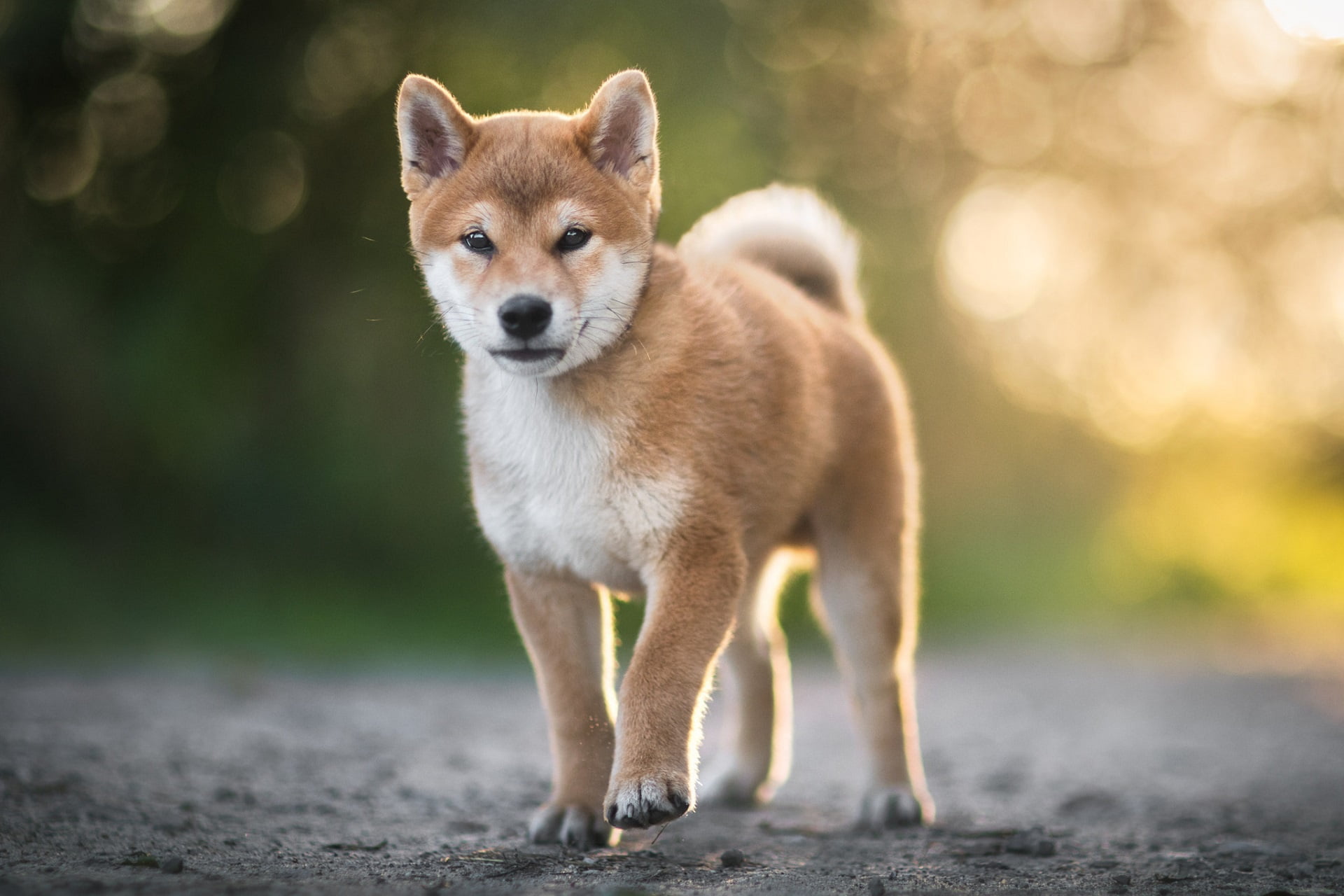 Baby Animal, Dogs, Puppy, Dog, 1080P, Shiba Inu, Pet, Bokeh, HD Wallpaper