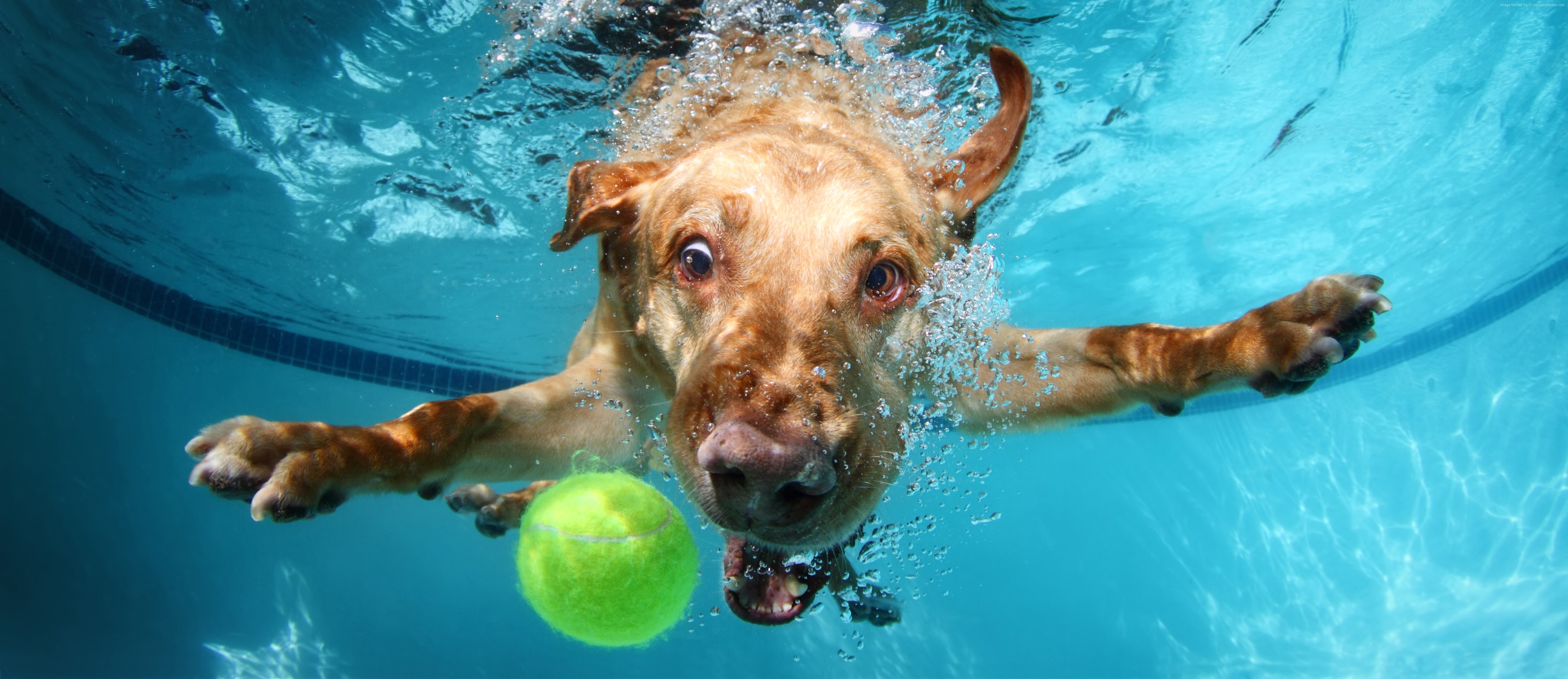 Labrador, dog, cute animals, underwater, funny, 5K, HD Wallpaper
