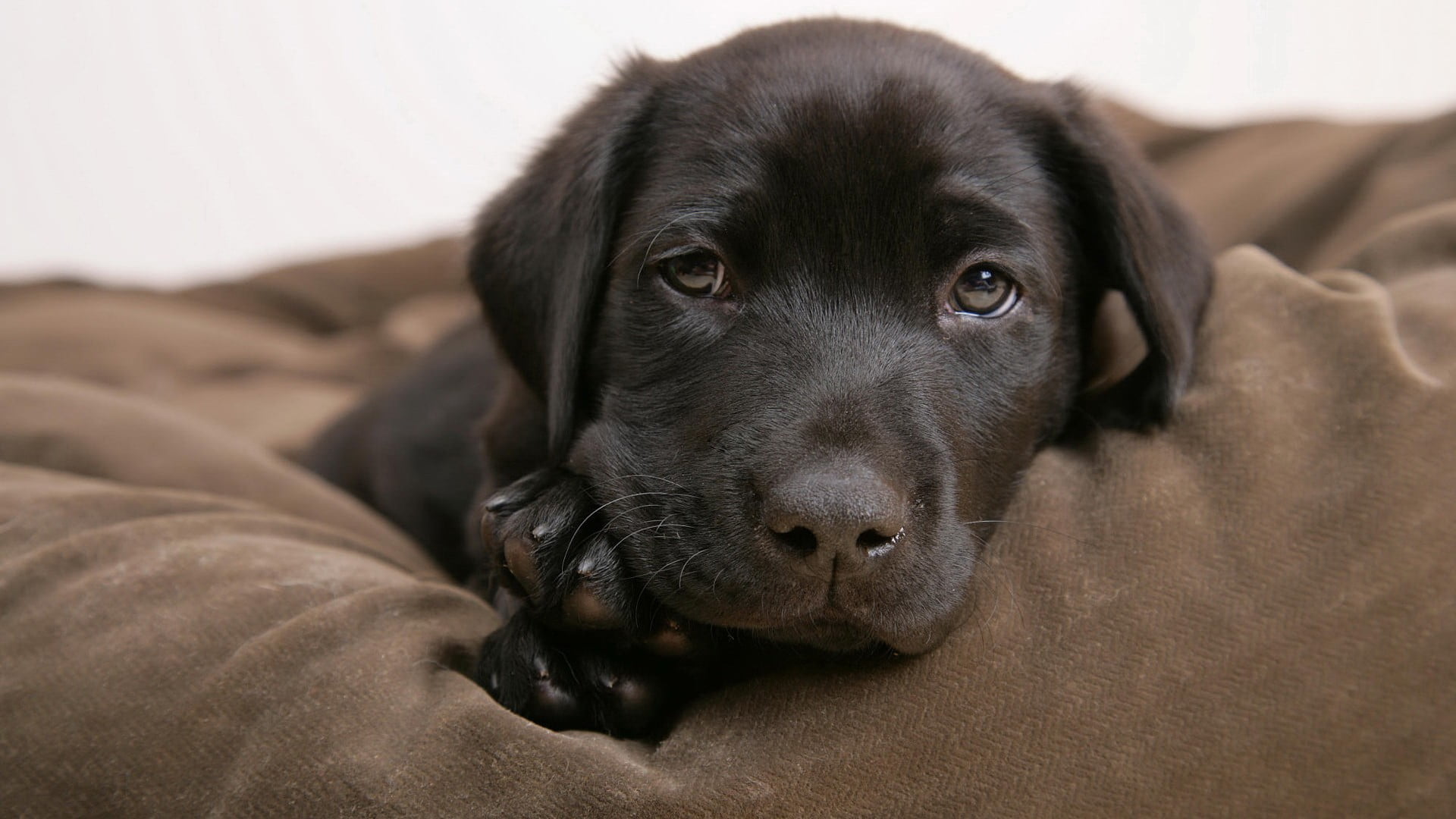mammal, short, no people, 1080P, indoors, canine, cute, young animal, domestic, one animal, animal, Labrador Retriever, domestic animals, relaxation, puppy, HD Wallpaper